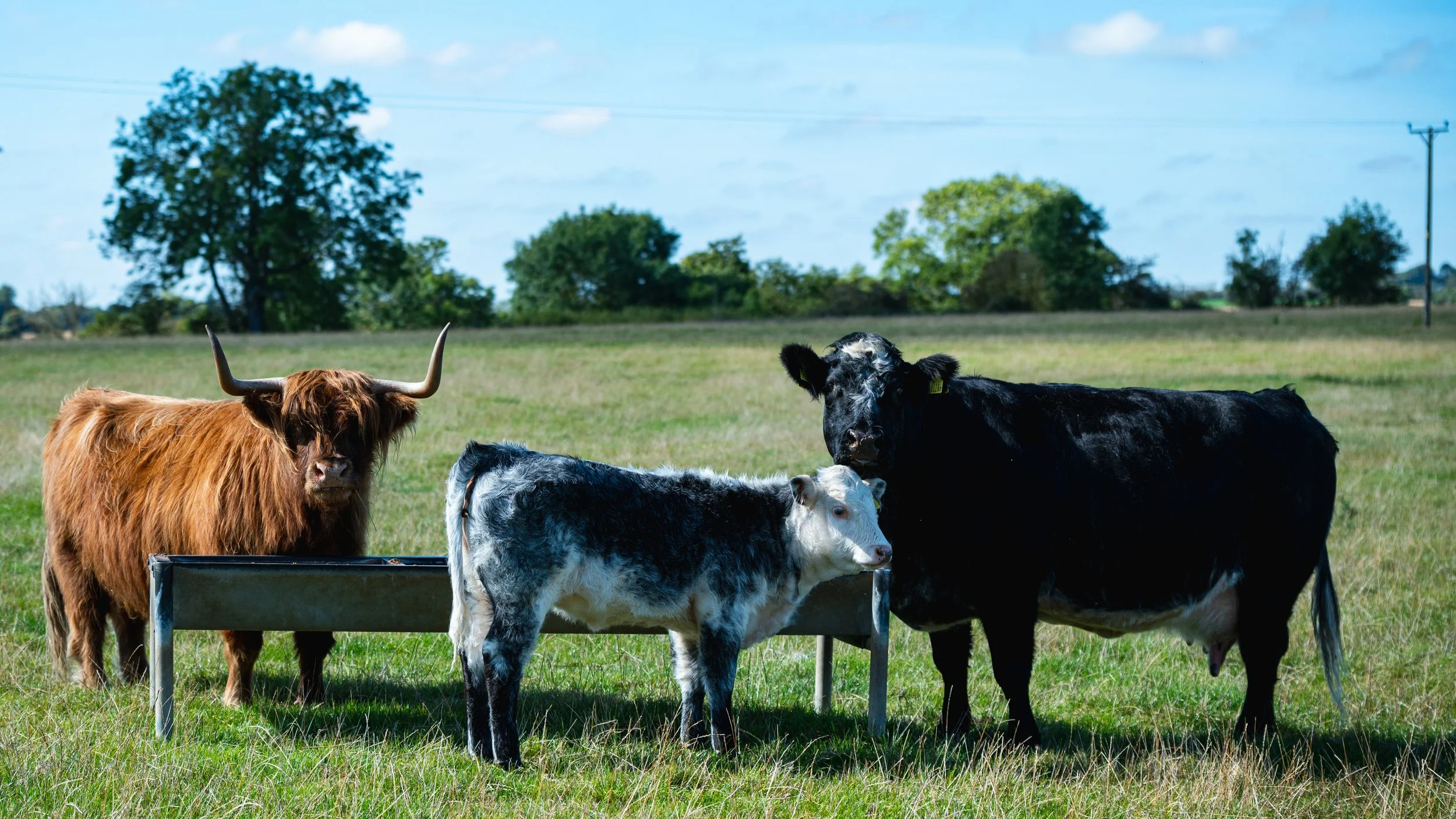Three cows standing in a grassy field, one brown Highland cow with large horns, a young black and white calf, and a black cow. They are near a metal feeding trough, with trees in the background under a blue sky.