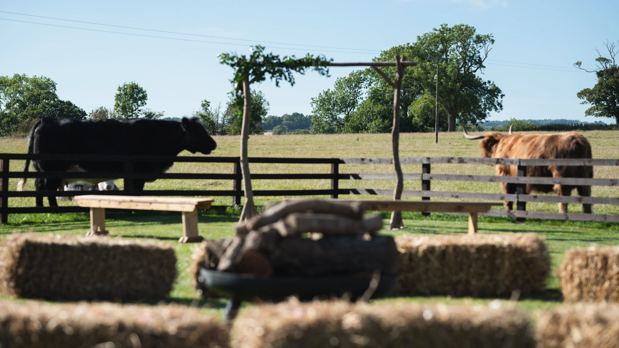 A grassy field with two cows behind a wooden fence, one black and one brown with long horns. In the foreground, there are hay bales and a pile of logs. Trees and blue sky are visible in the background.