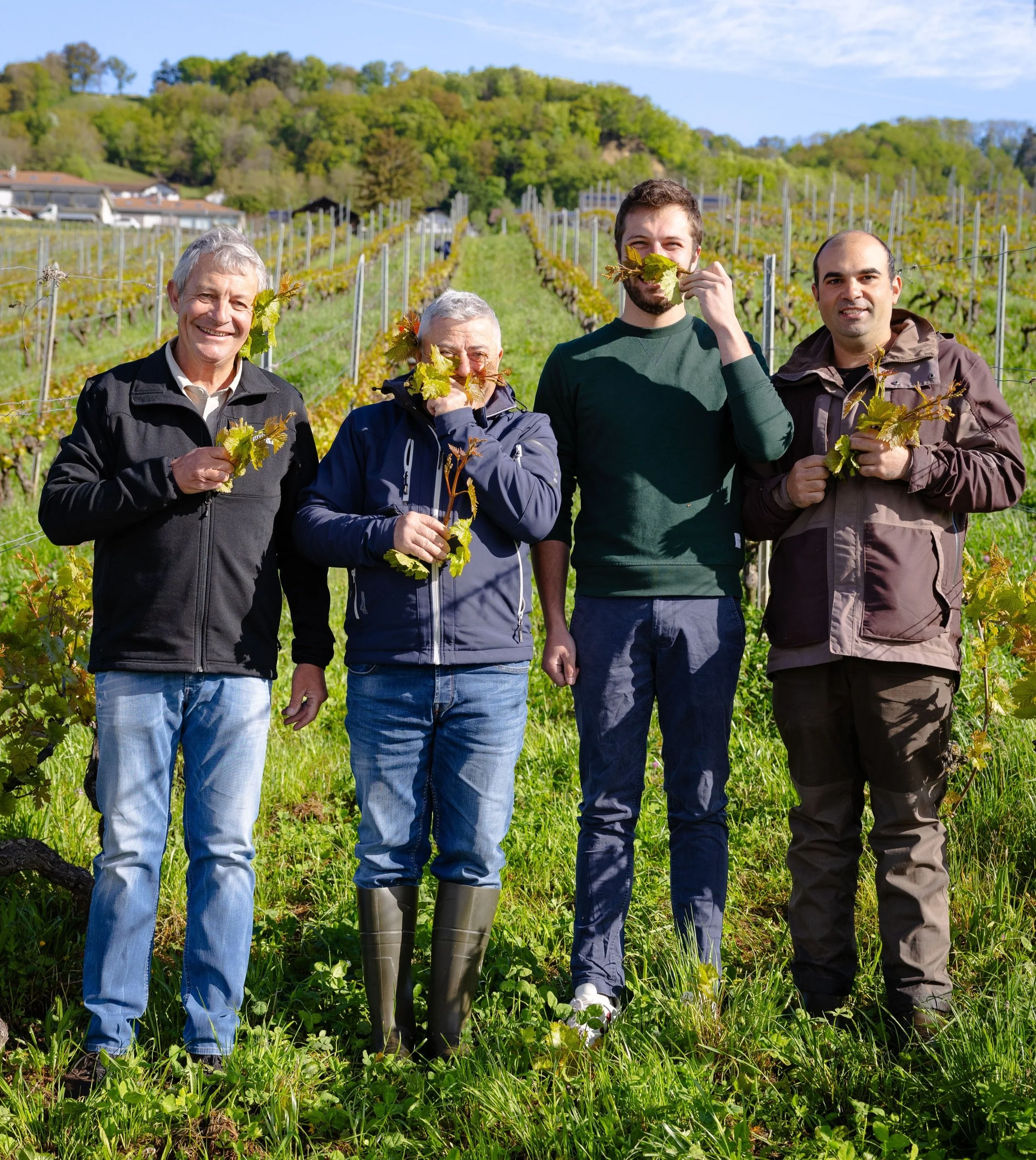 Quatre hommes dans une vigne, tenant des feuilles de vigne, souriants, ensoleillé, montagne en arrière-plan.