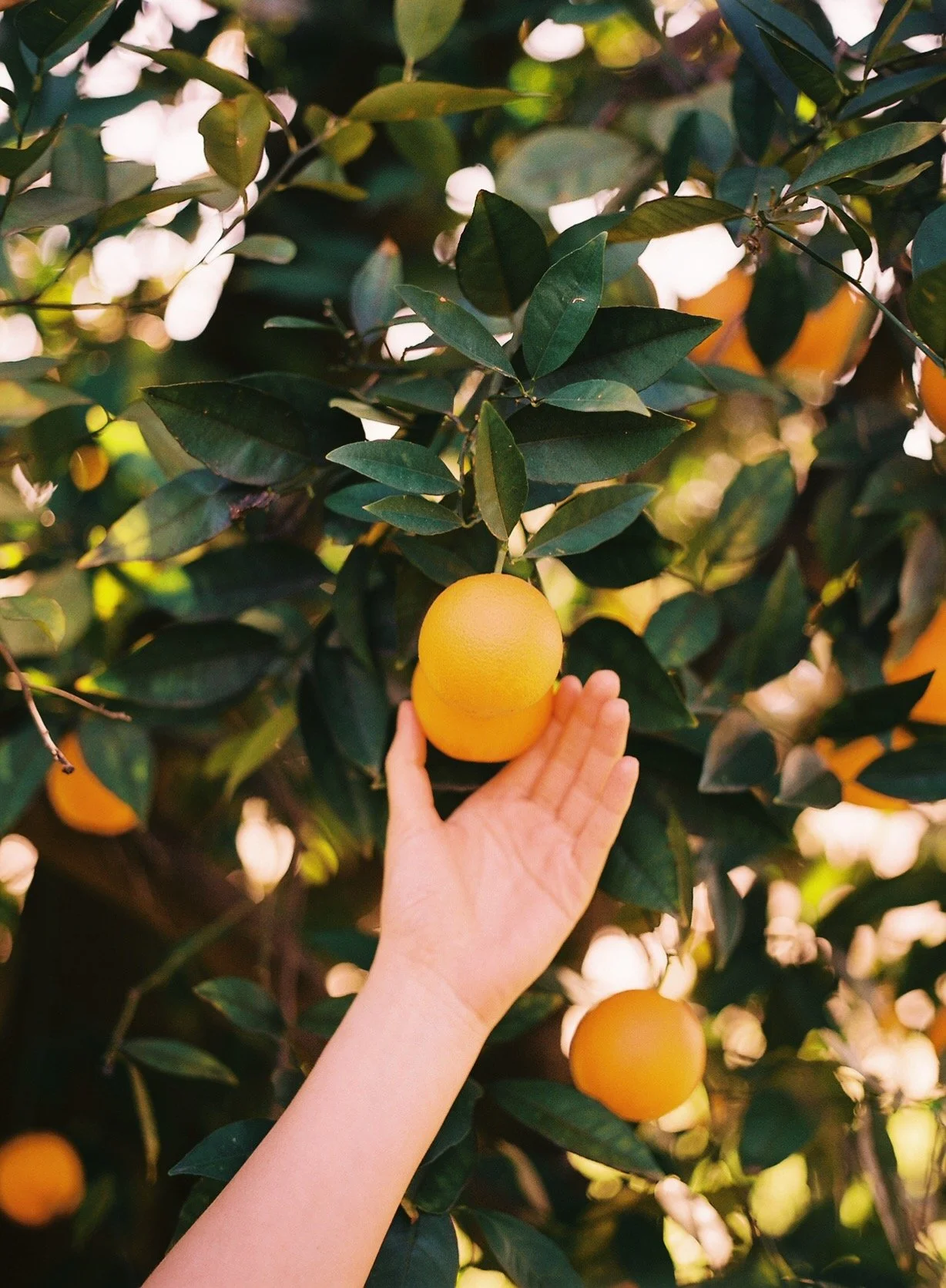 A person's hand reaching out to touch a ripe yellow citrus fruit on a tree, with green leaves and other citrus fruits in the background.