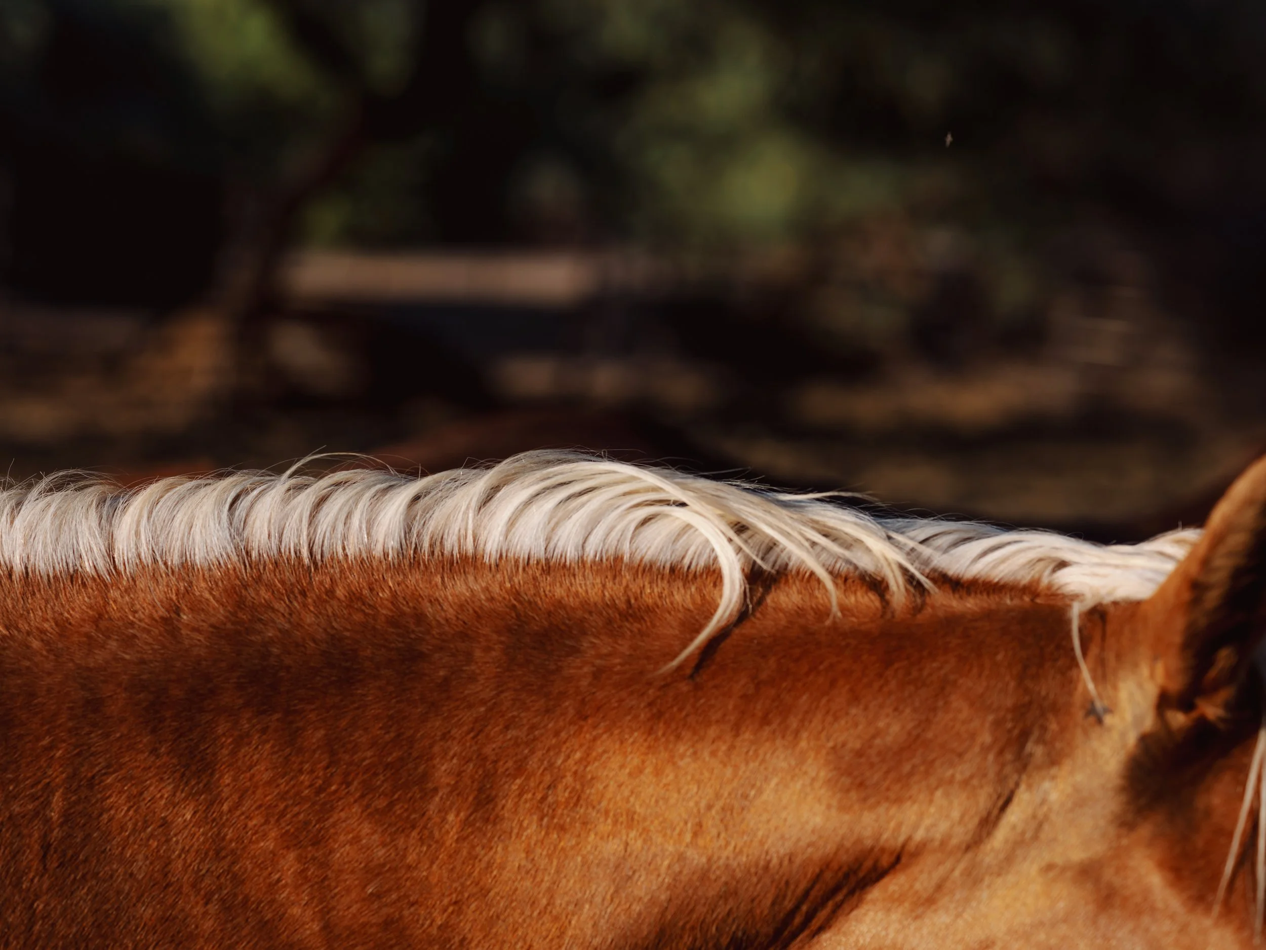 Saguaro_Lake_Ranch_-54_VSCO.JPG