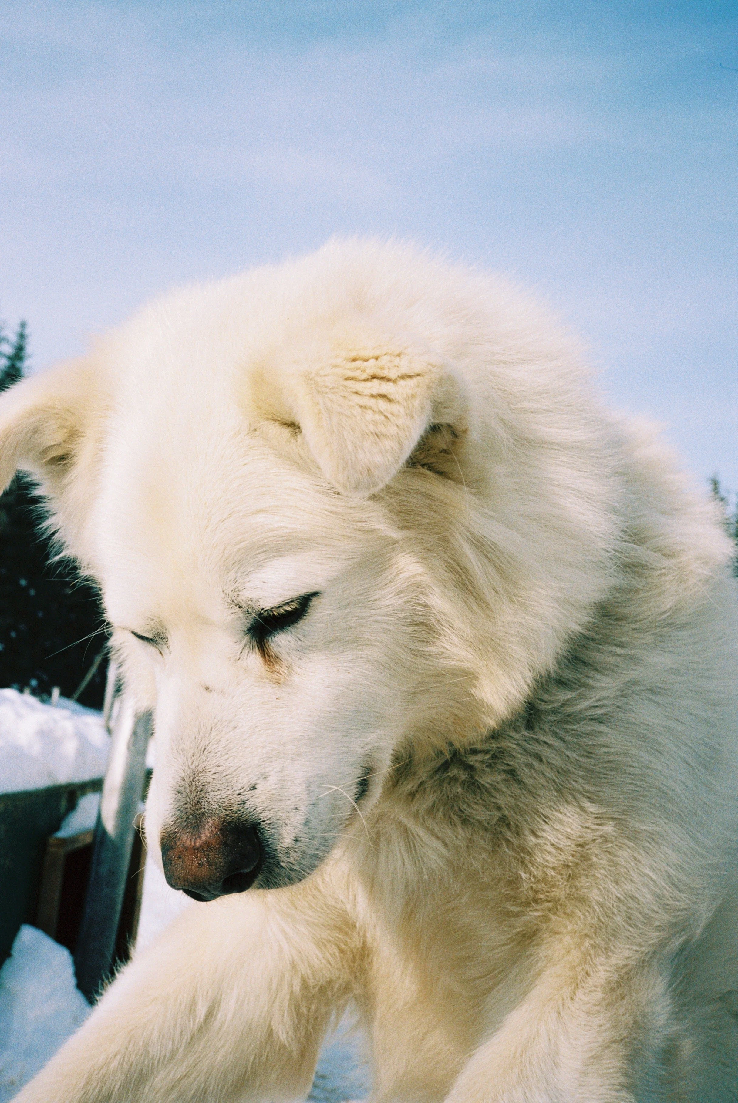 Close-up of a white dog, possibly a Husky or similar breed, with a snowy background and blue sky.
