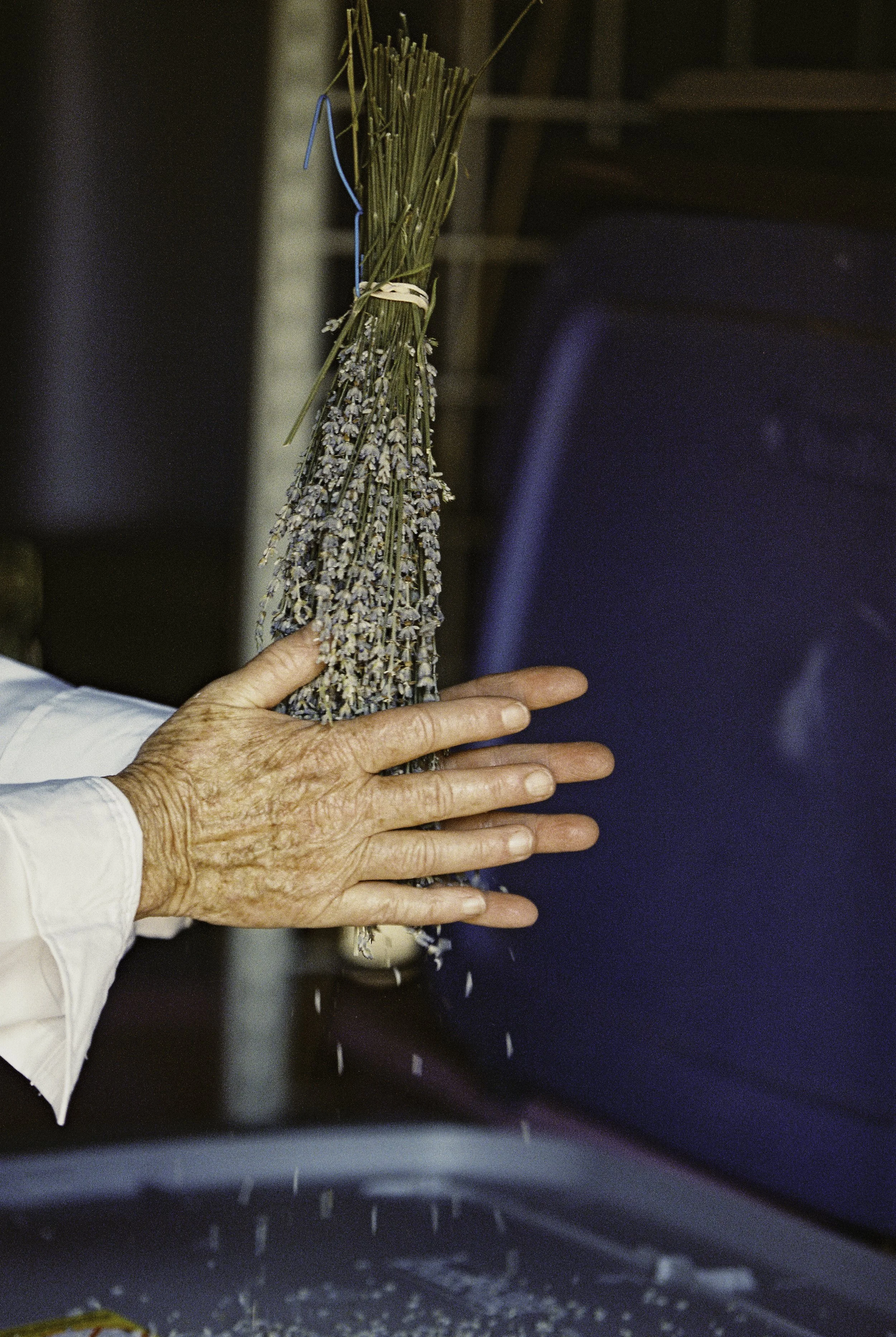 A person's hand sprinkling lavender and other herbs from a bundle.