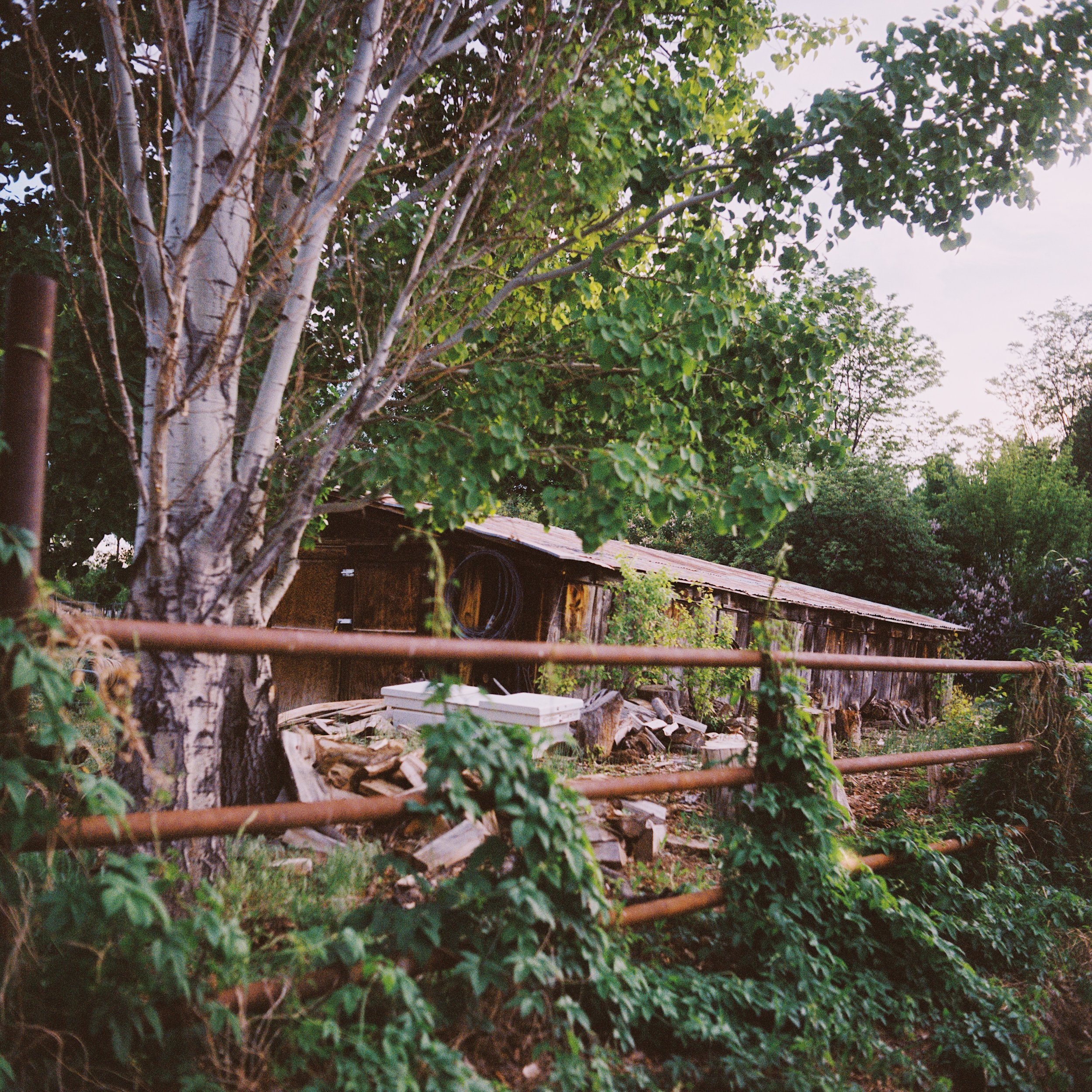 A rustic wooden shed surrounded by green trees, with a rusty metal railing and overgrown plants in the foreground.