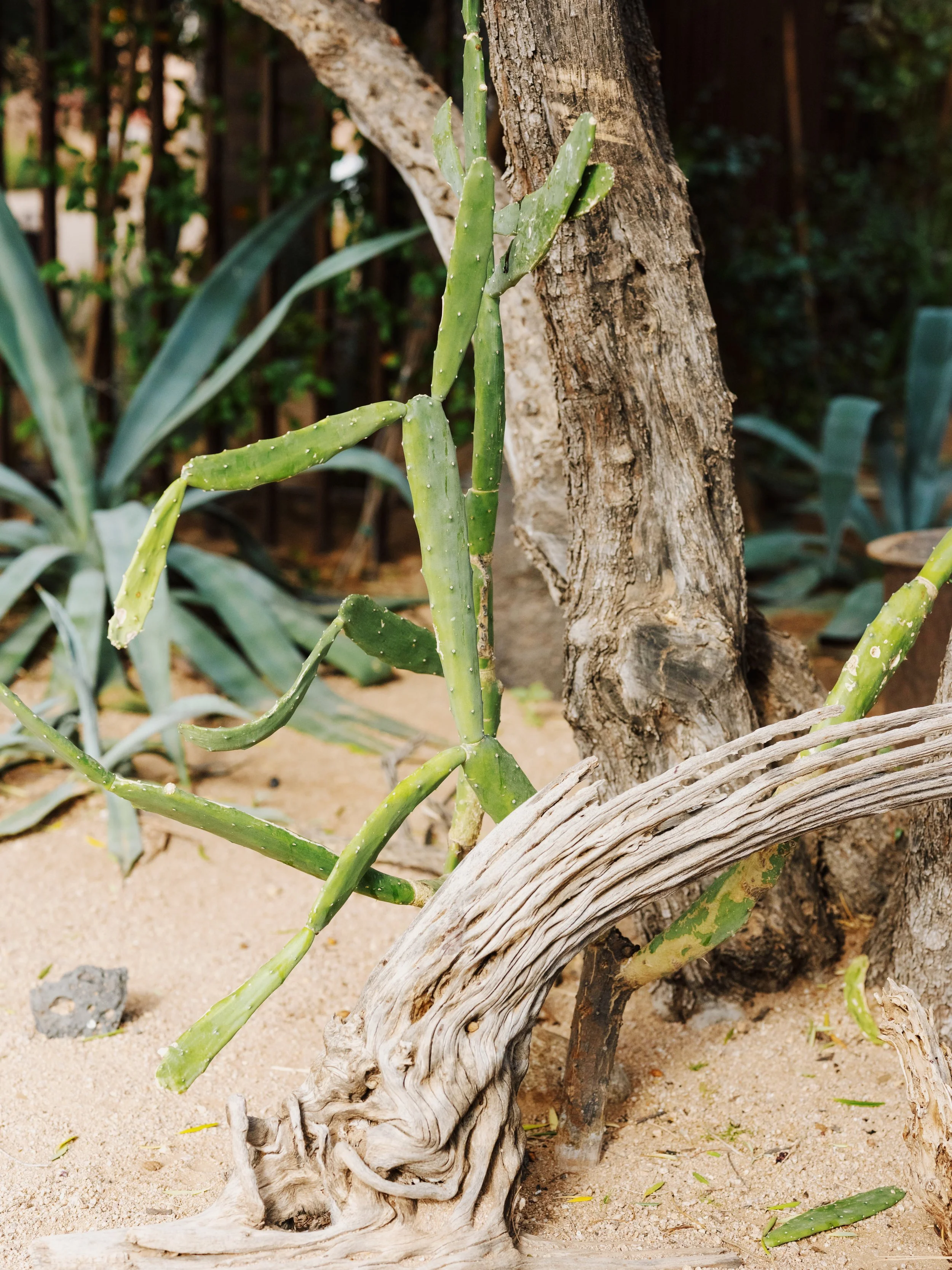 Close-up of a green cactus growing next to a tree trunk with a sandy ground and other desert plants in the background.