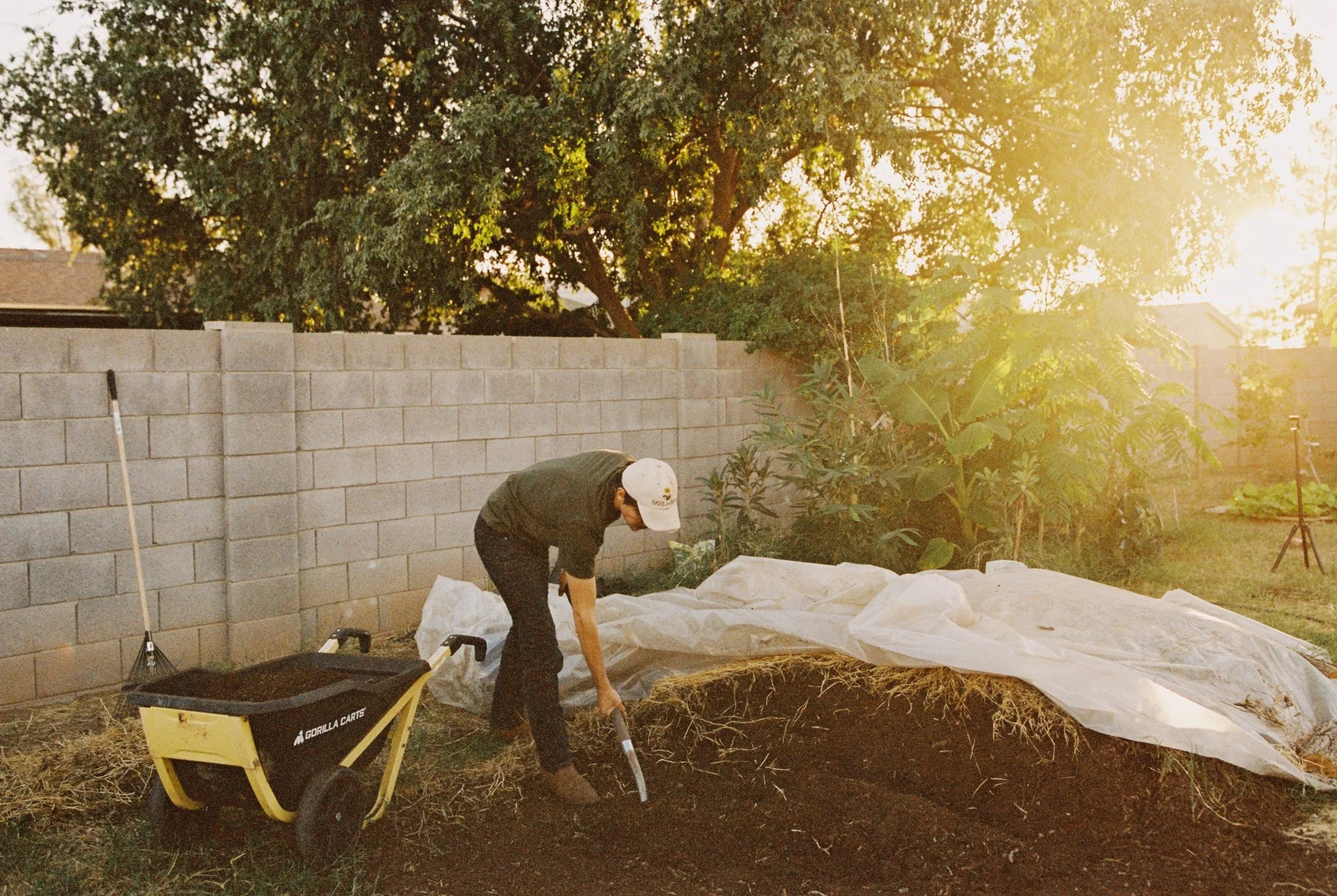 Person planting soil in a garden at sunset with a wheelbarrow nearby and green plants in the background.