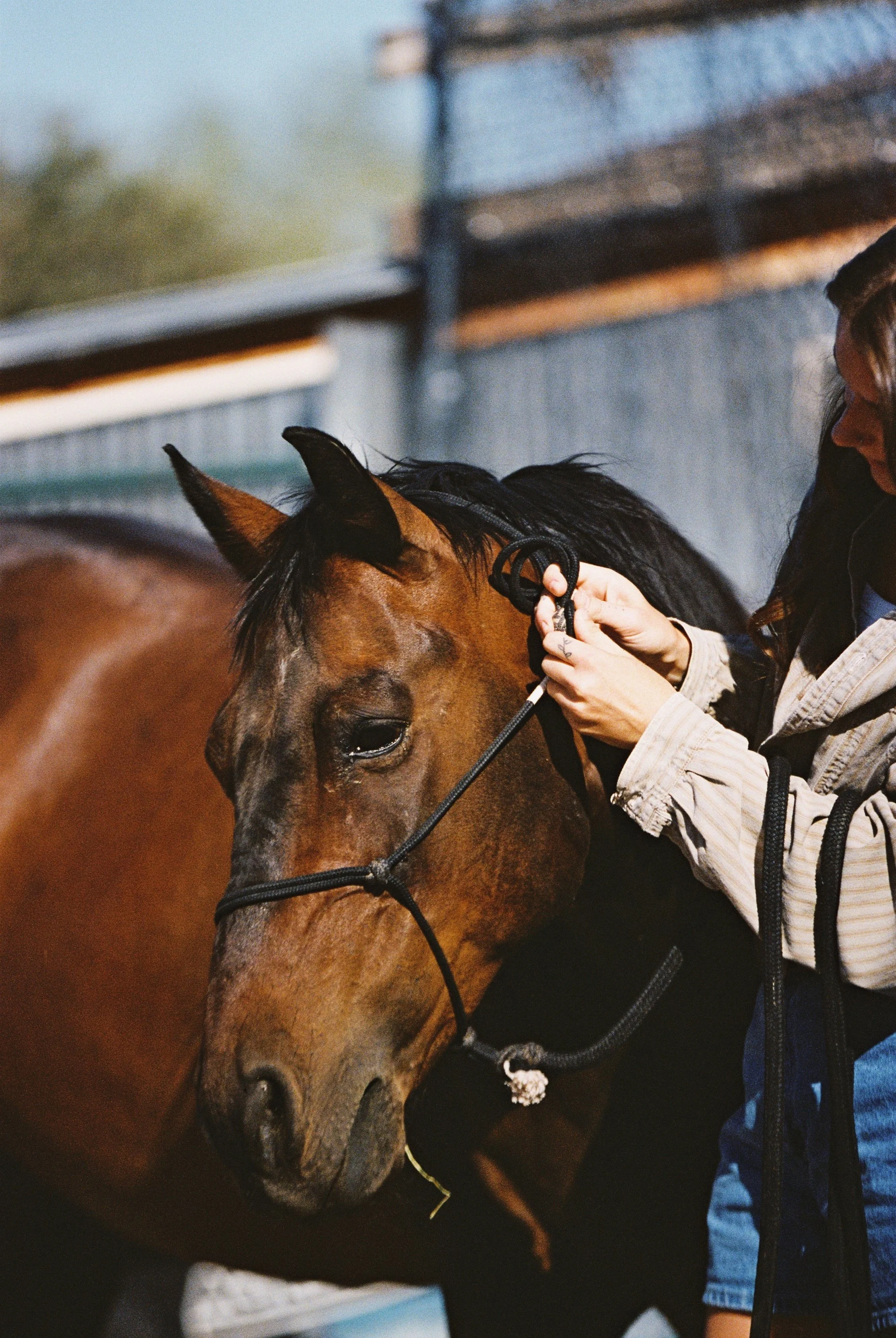 A woman is holding a brown horse by its bridle, gently touching its face with her hands, outdoors in daylight.
