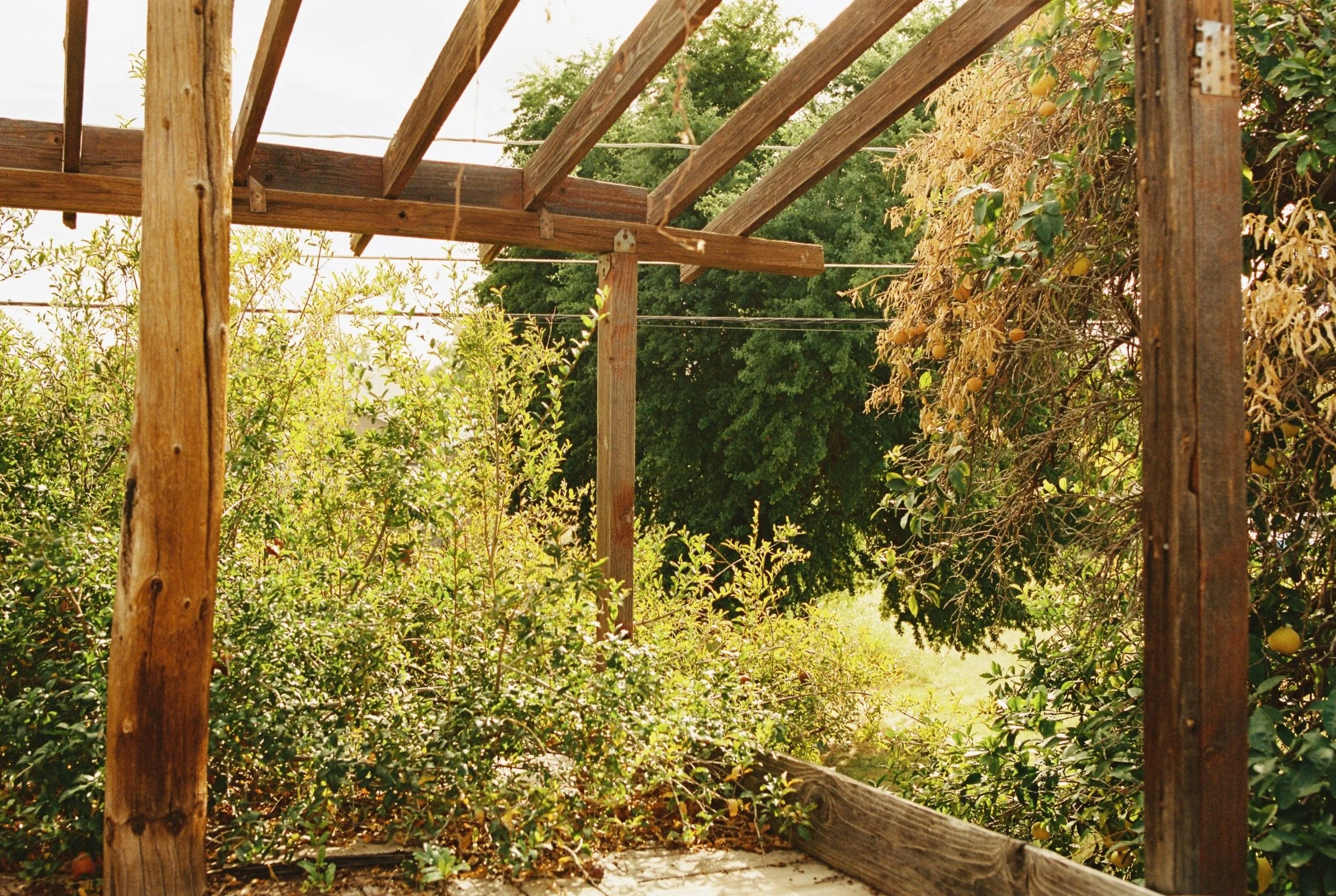 An outdoor garden scene with a wooden structure and lush green plants, some trees with yellow fruit, under bright sunlight.