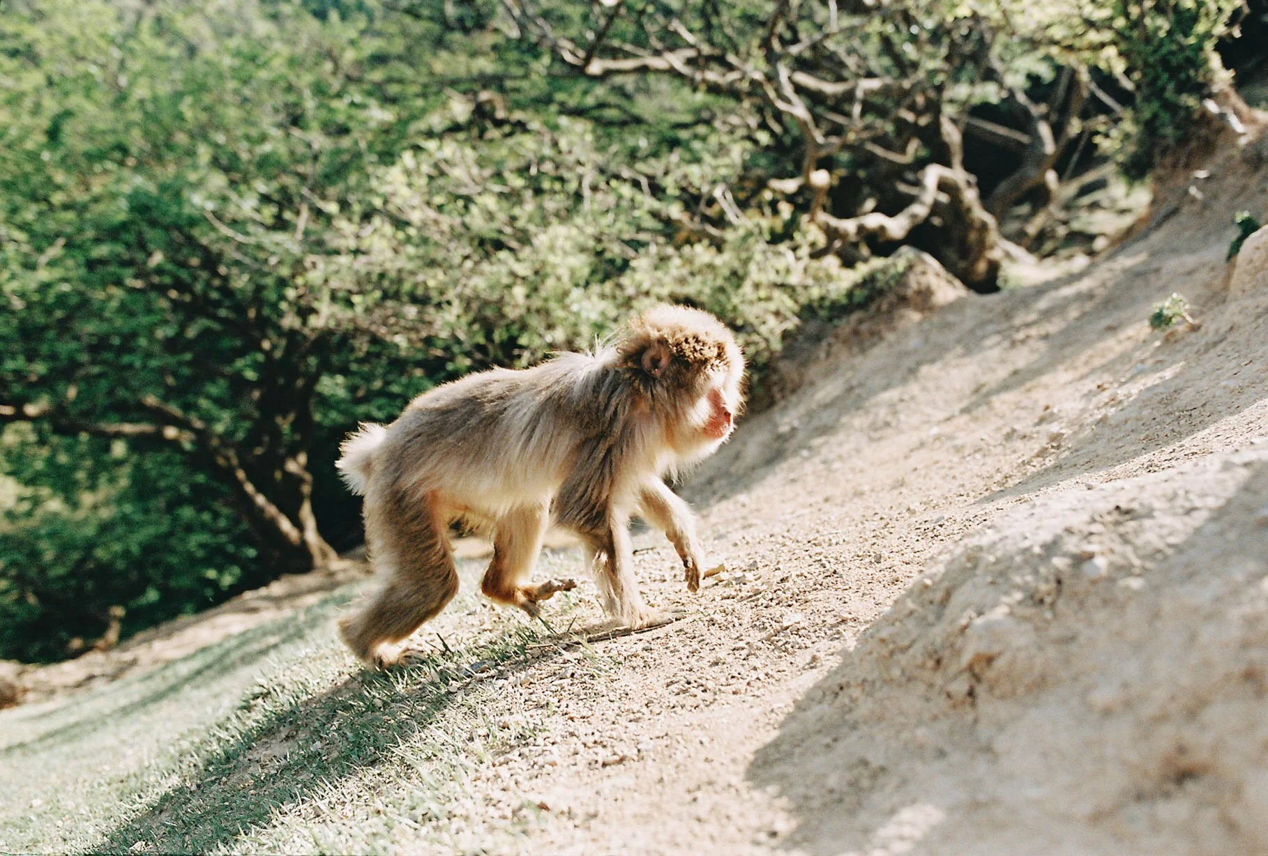 A monkey walking on a dirt path surrounded by trees with green leaves.