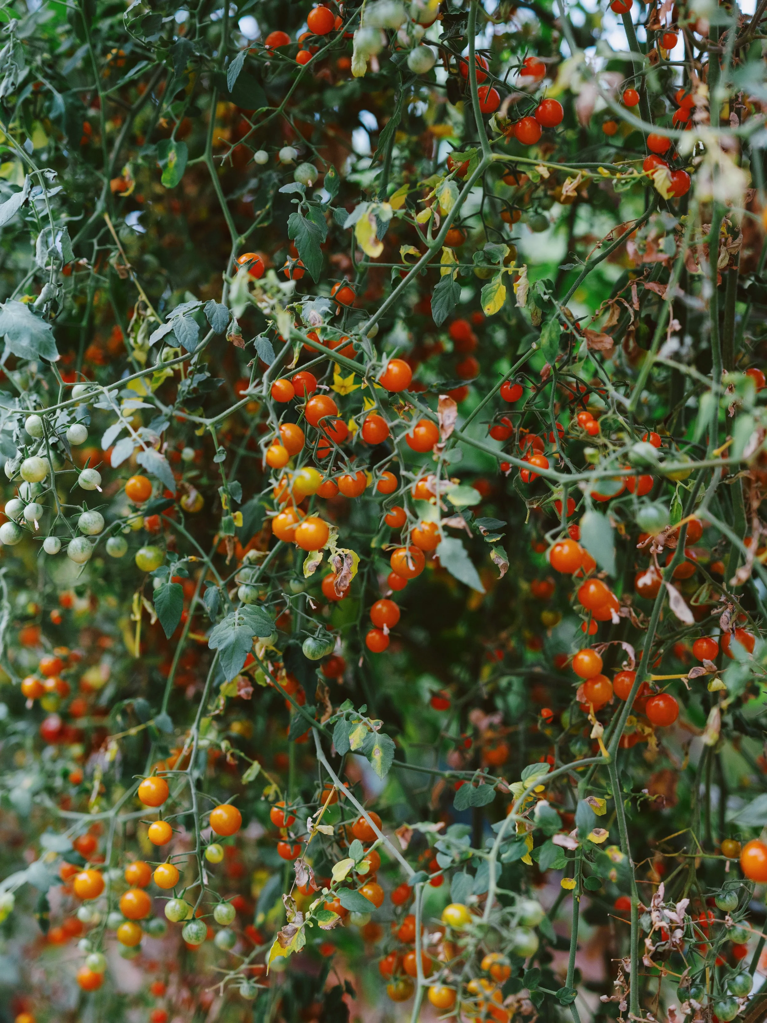 Close-up of a cherry tomato plant with ripe orange cherry tomatoes and some green unripe tomatoes, surrounded by green leaves and tangled stems.
