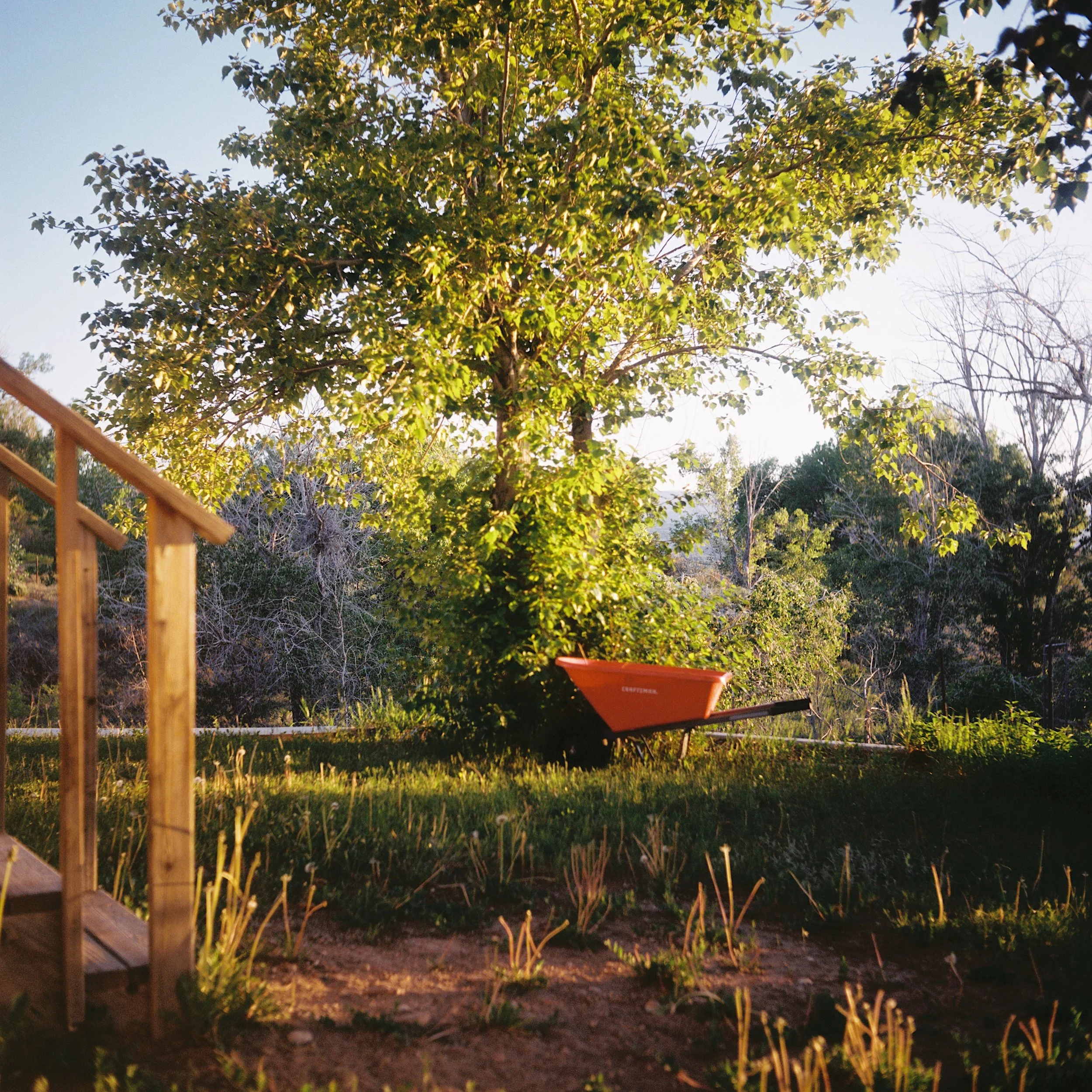 A garden with a wheelbarrow near a tree, surrounded by grass and trees in the background, during daylight.
