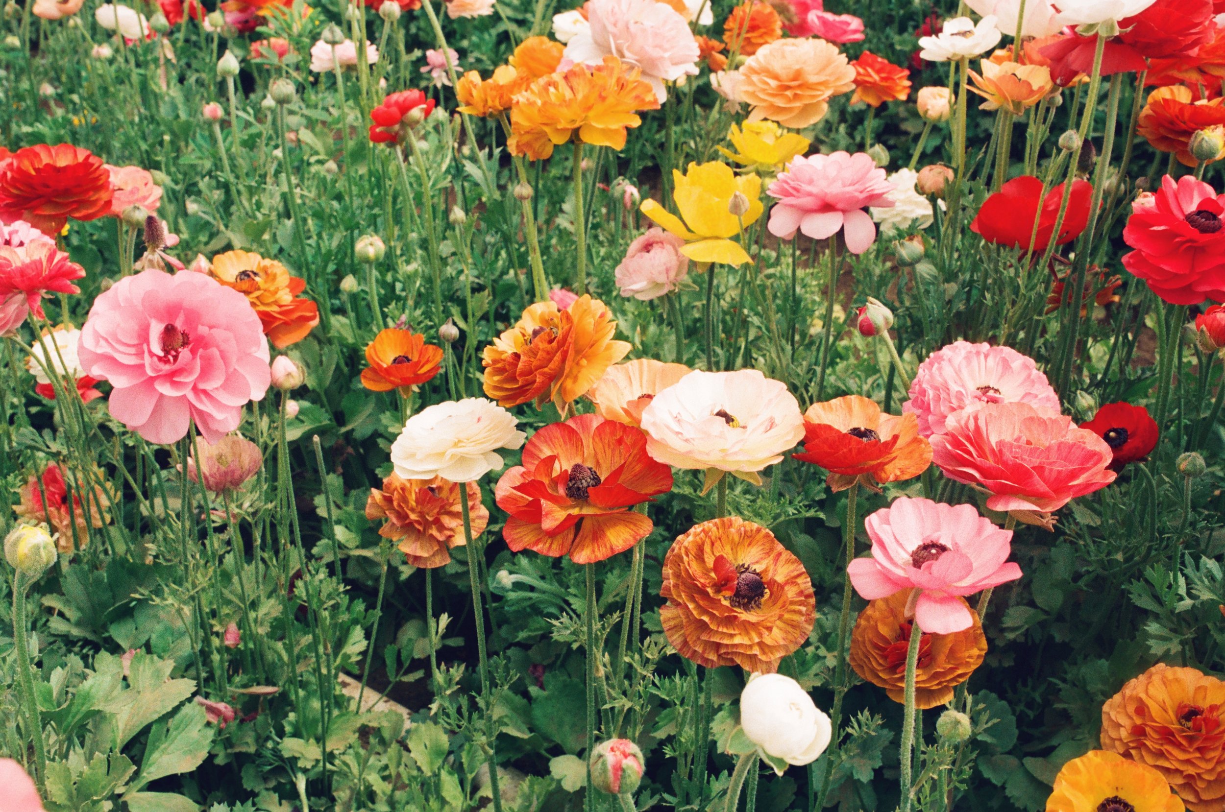 Cluster of colorful ranunculus flowers in shades of pink, orange, yellow, red, and white in a garden.