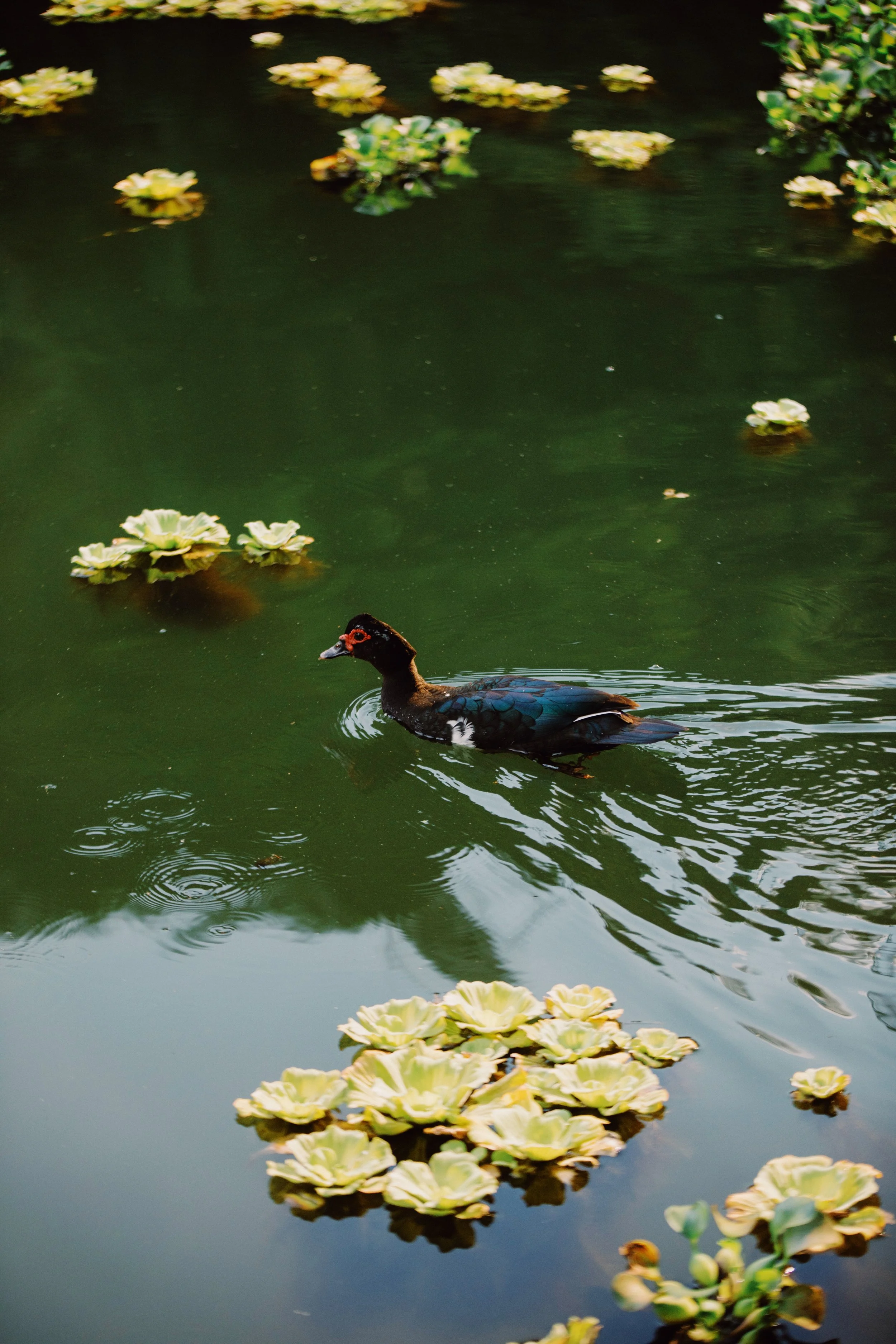 A black waterfowl with a red and black face swimming in a pond with green water and lily pads.
