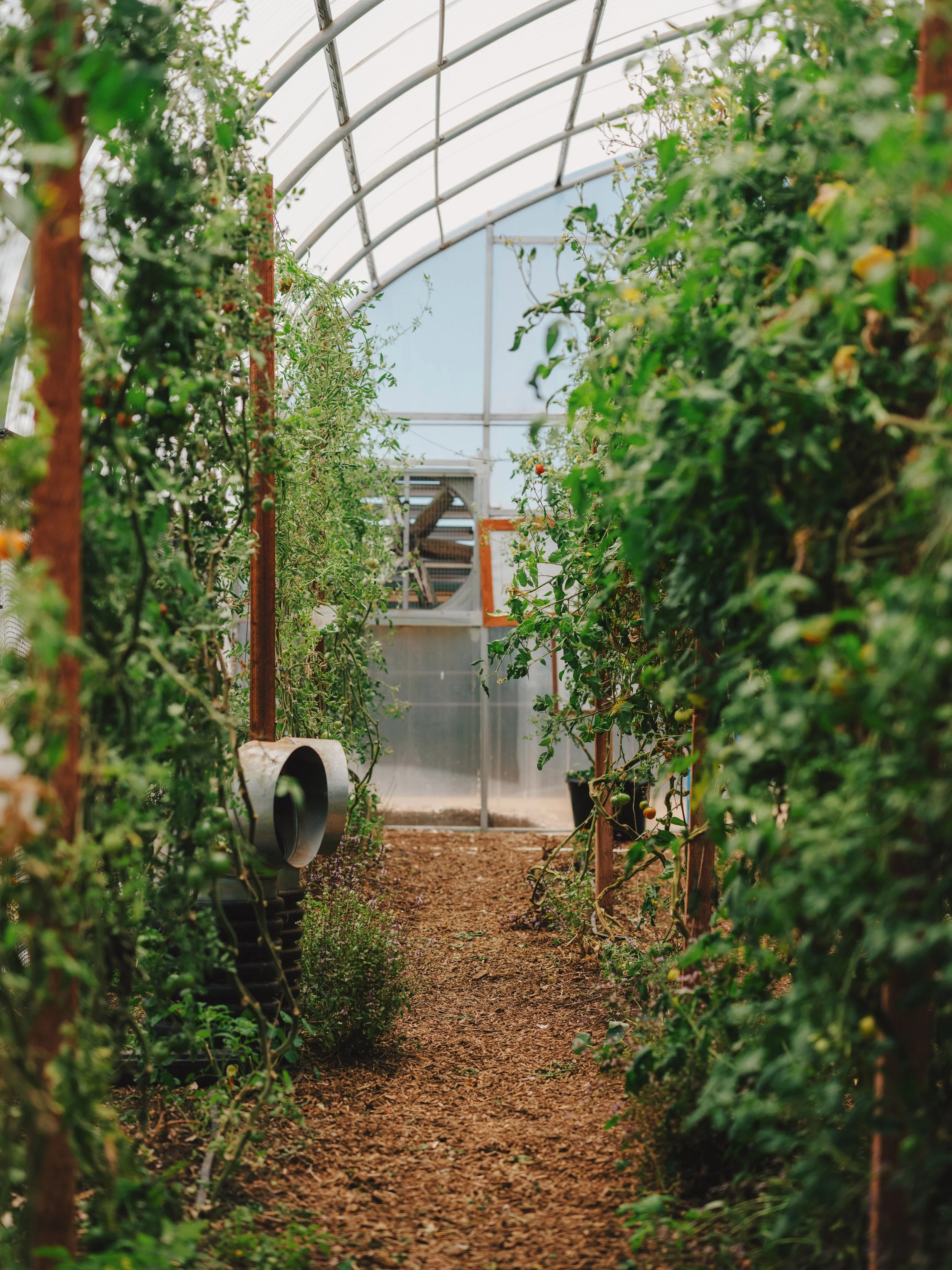 Inside a greenhouse with rows of tomato plants on either side, support stakes, and a dirt path down the center leading to the back of the greenhouse.