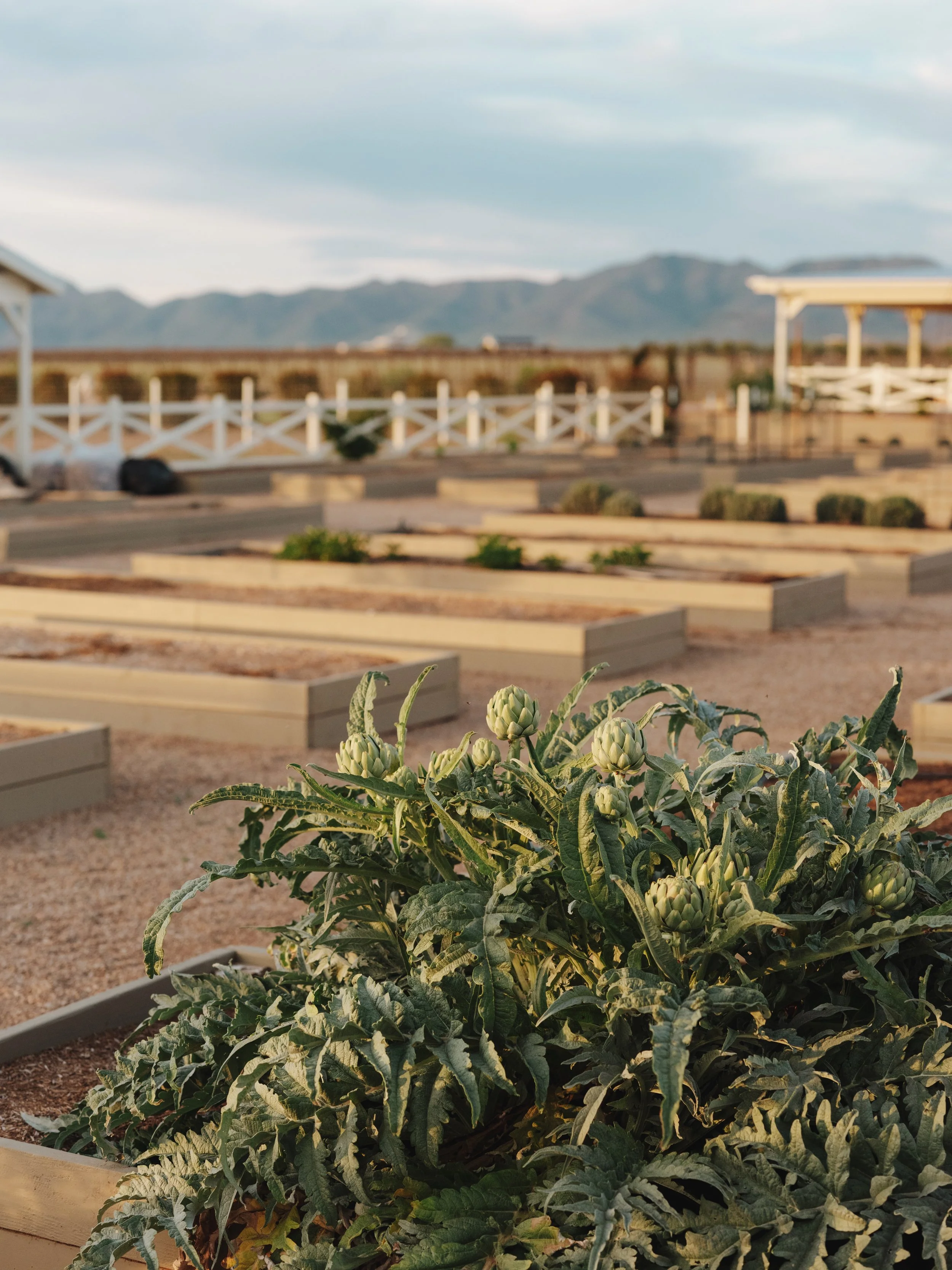 A close-up of a green artichoke plant with multiple large buds in a garden bed, with other garden beds and mountains in the background.