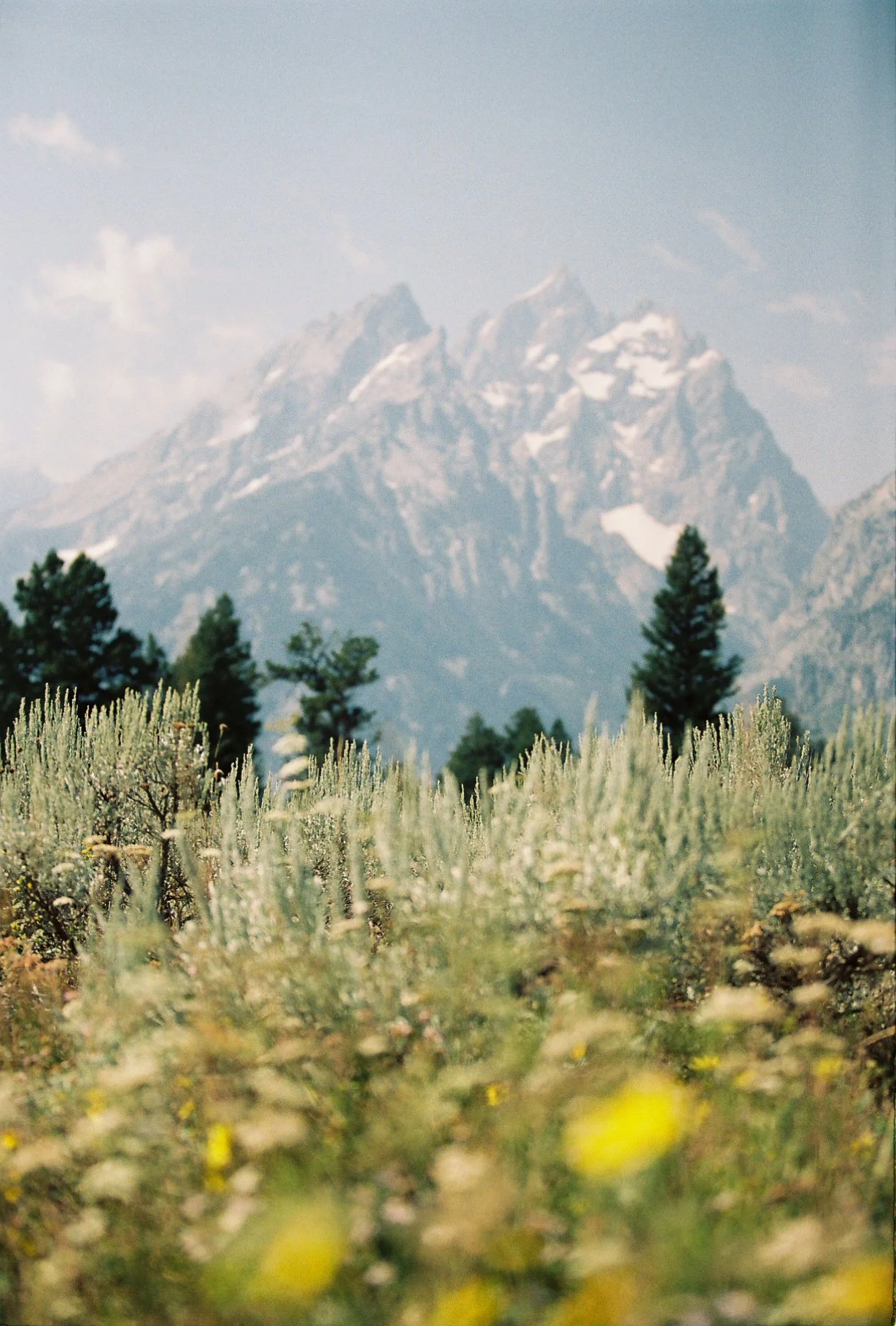 A mountain landscape with snow-capped peaks in the background, tall trees in the middle ground, and a field of plants or bushes in the foreground.