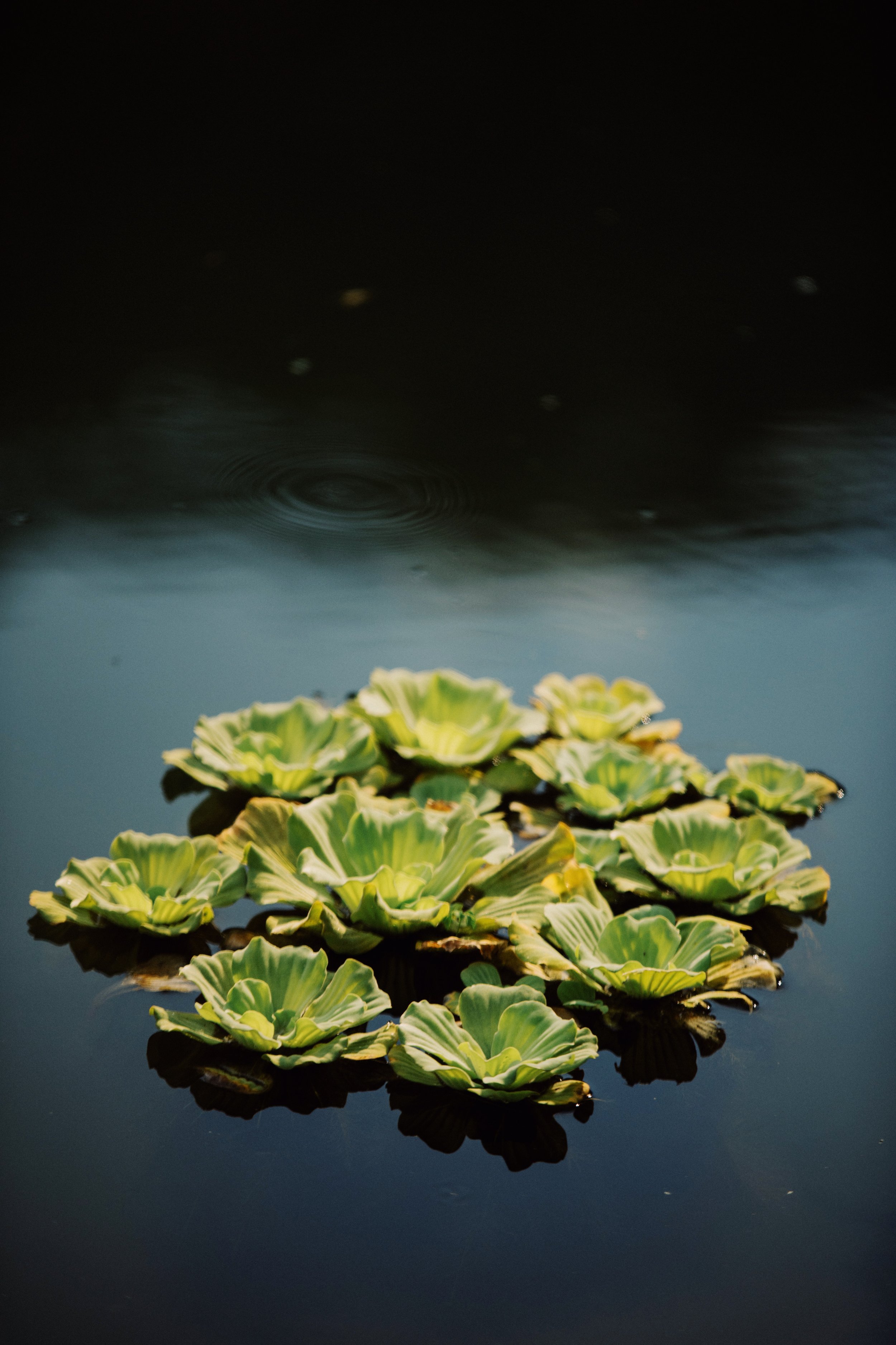 Cluster of green water lilies floating on dark water