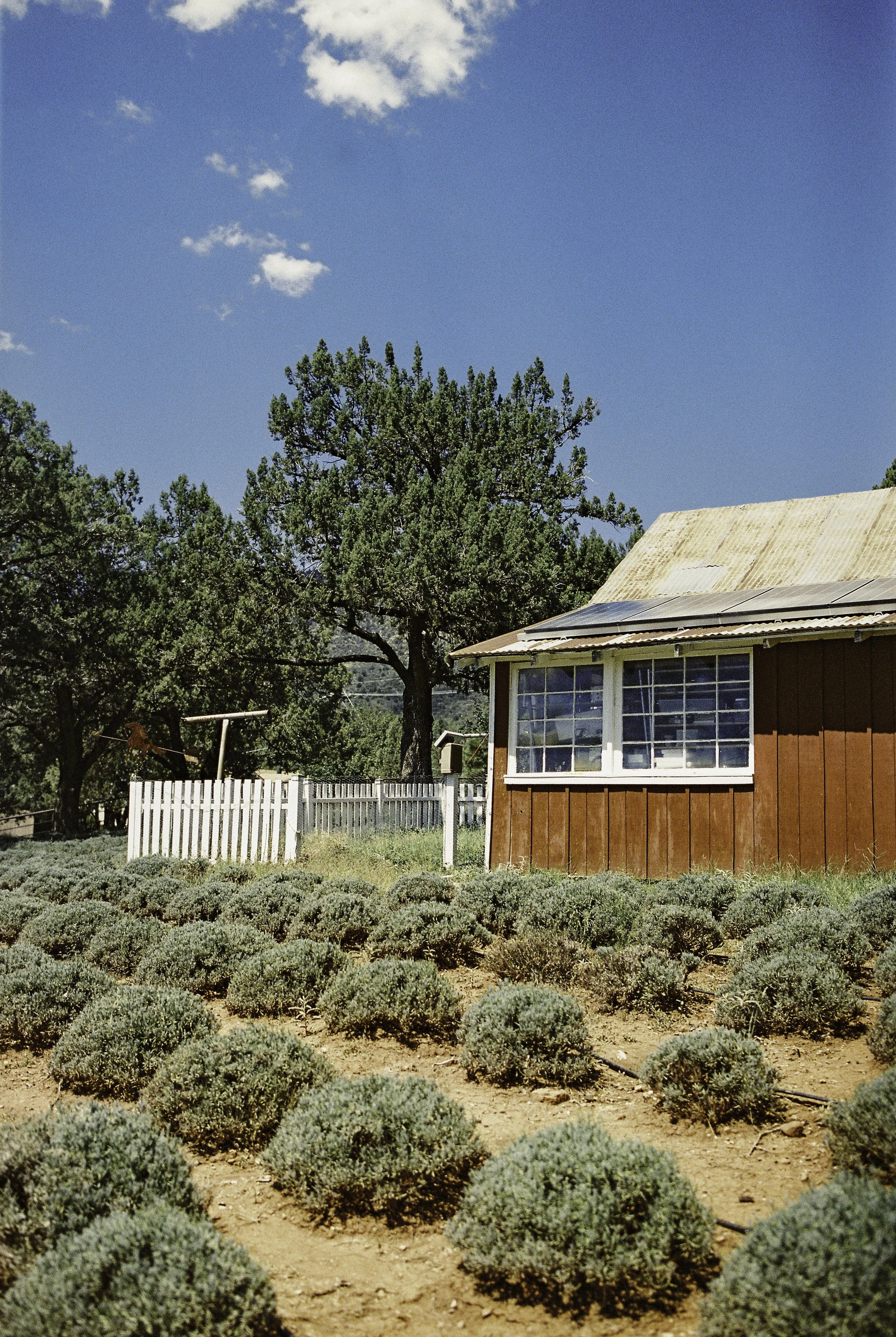 A rural scene with a red wooden house, large trees, and rows of lavender plants under a bright blue sky.