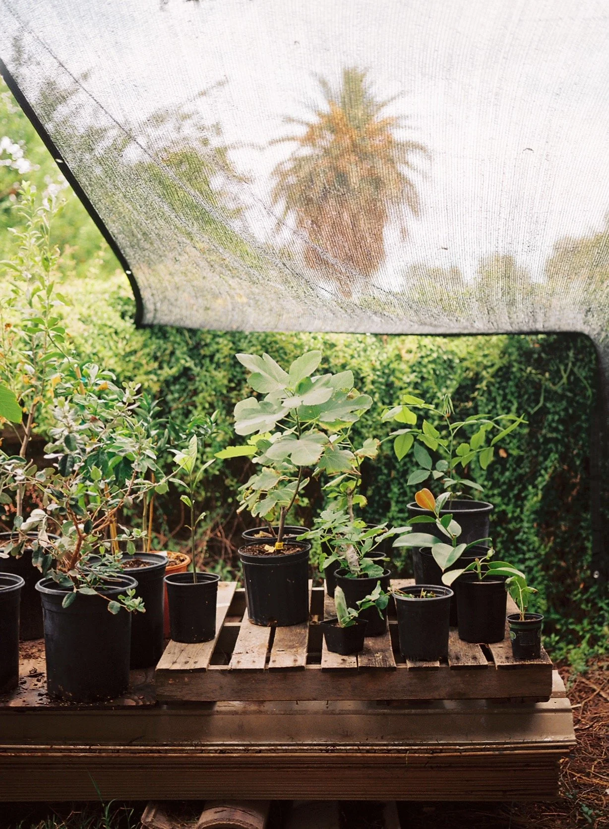 A collection of potted plants arranged on a wooden pallet in a garden, viewed from under a mesh canopy with a palm tree and green foliage in the background.
