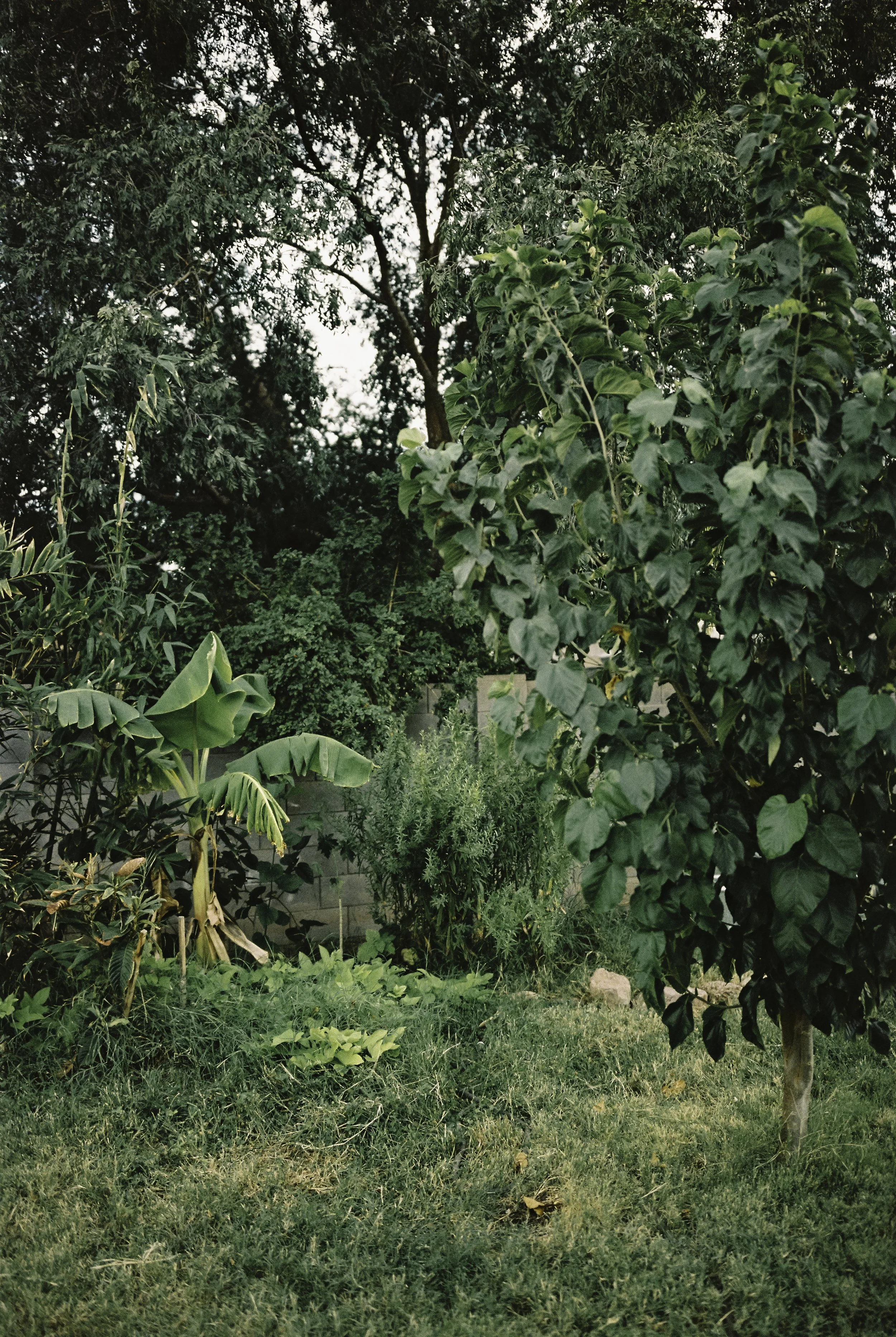 A lush green backyard garden with various trees, bushes, and banana plants, surrounded by a gray concrete block wall.