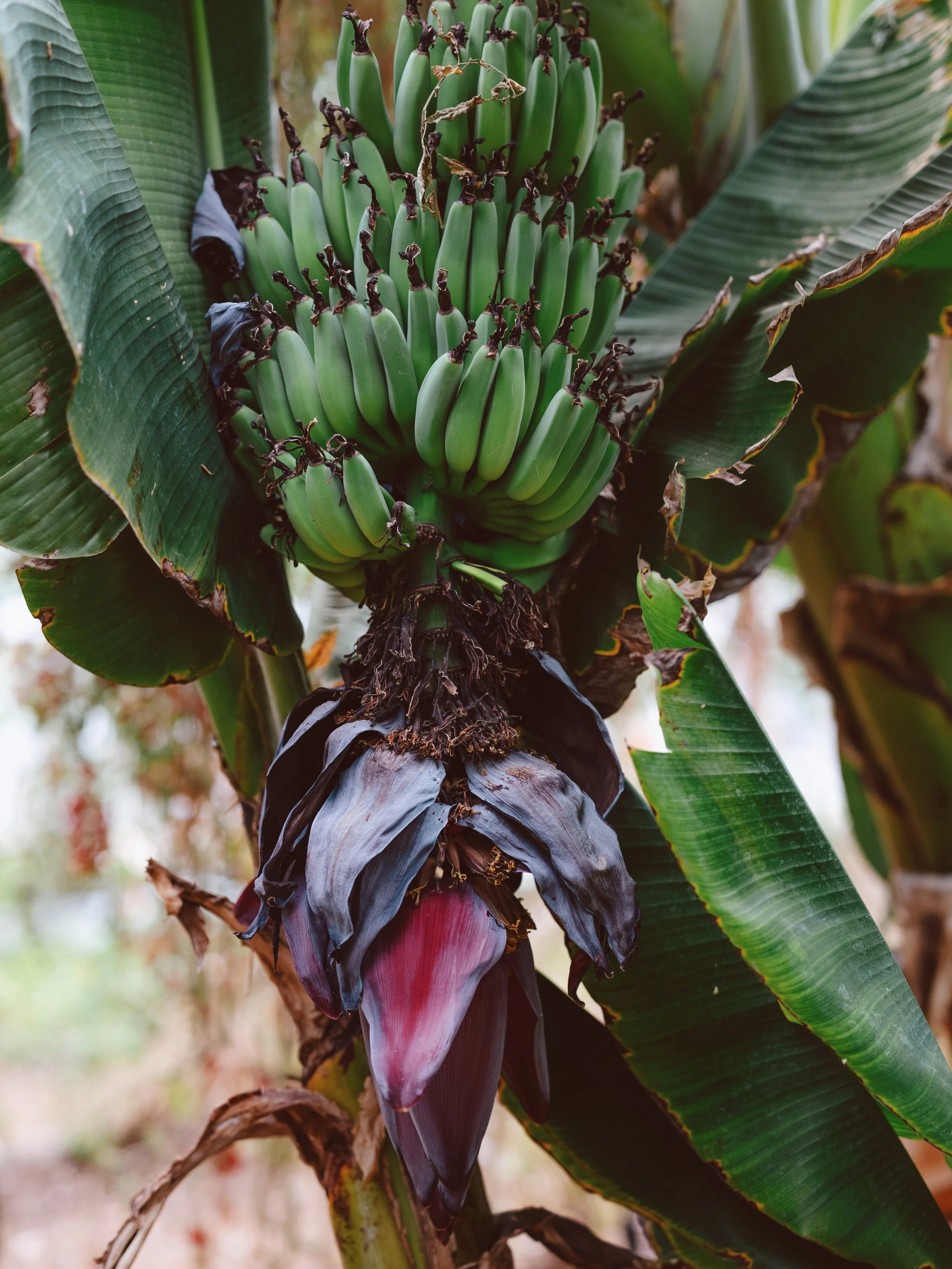 Close-up of a banana plant with a bunch of green bananas and a withered banana flower hanging below.