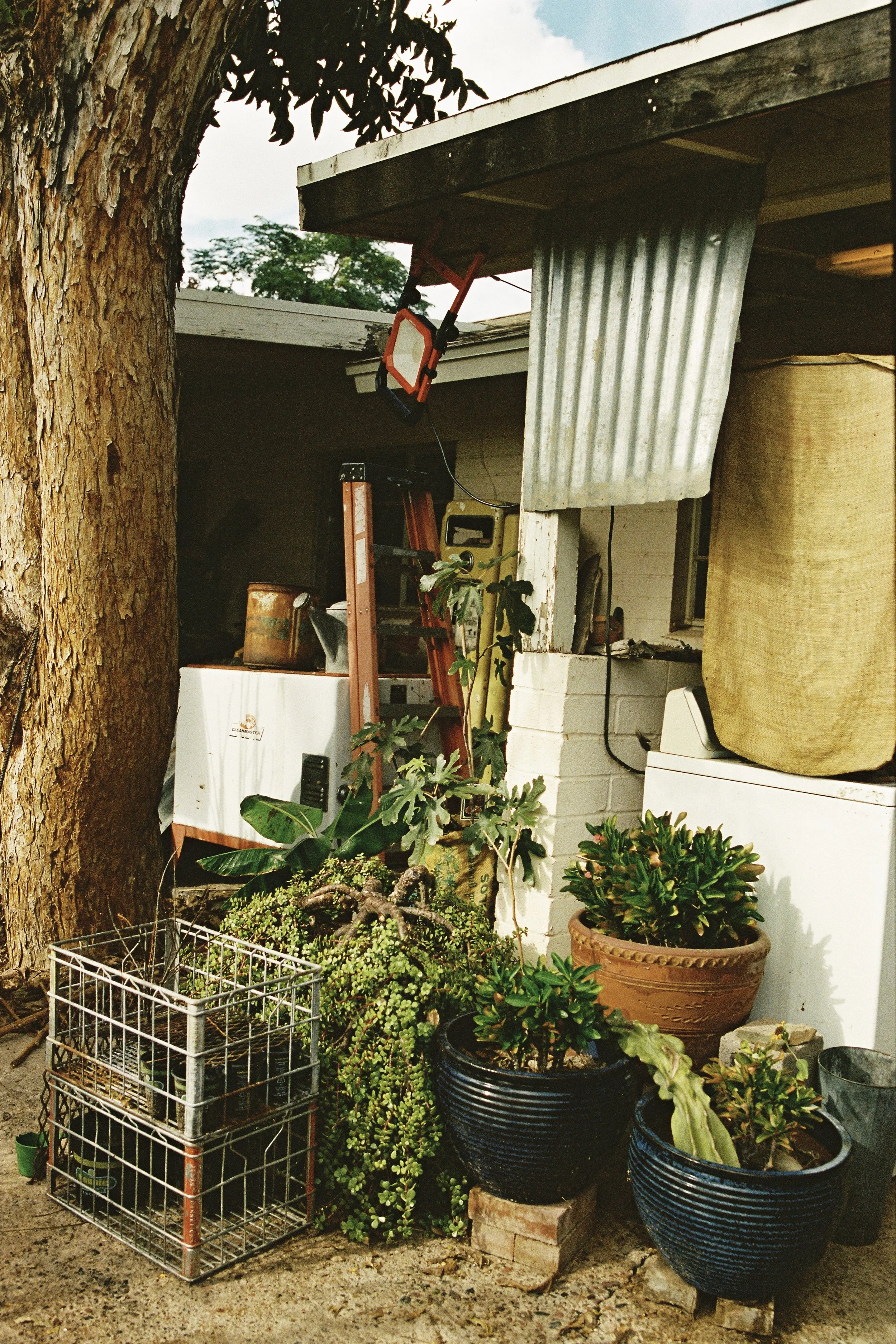 A cluttered backyard corner with potted plants, a ladder, an outdoor structure with corrugated metal and fabric, and household items.