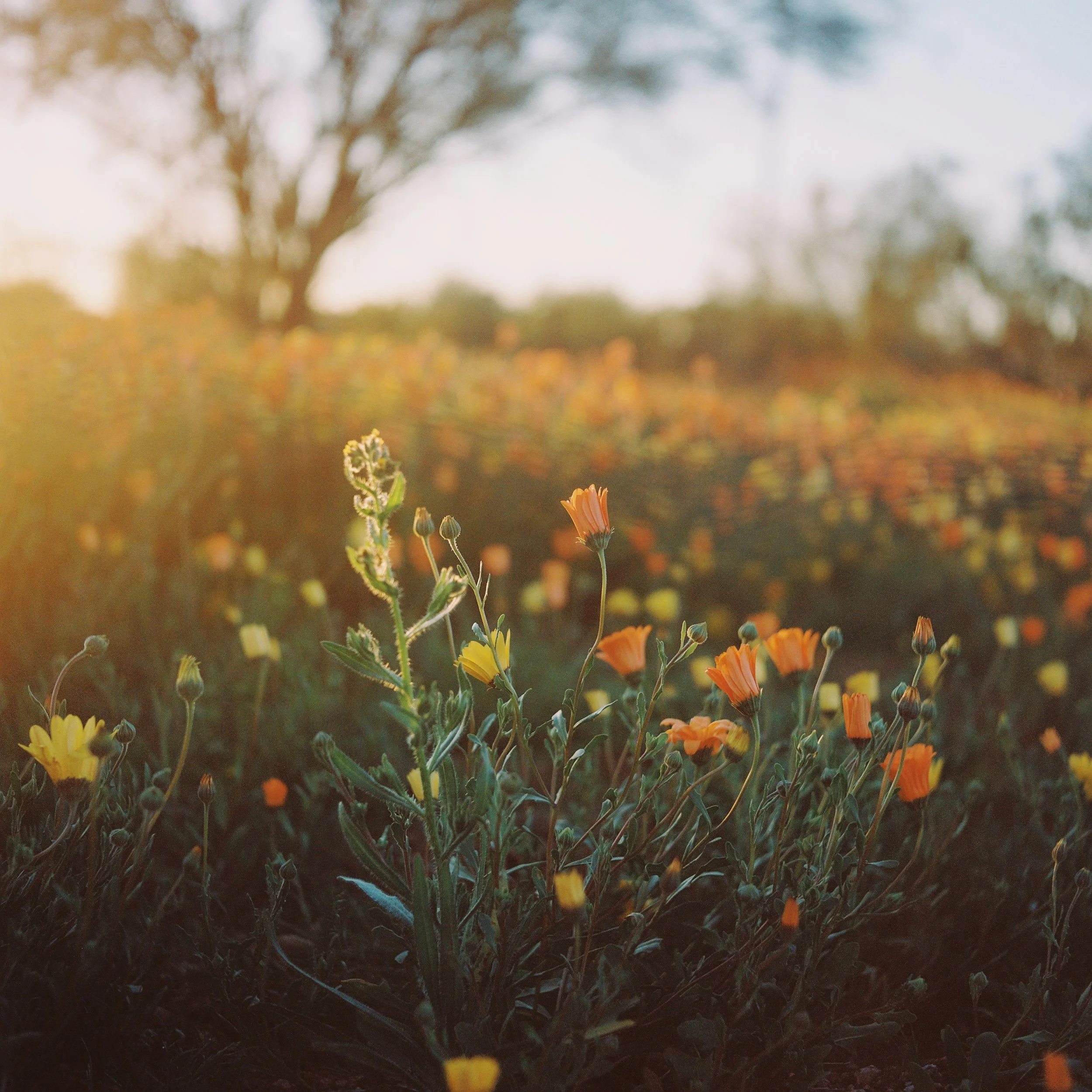 Close-up of orange and yellow wildflowers in a field during sunset with a blurred background of trees.
