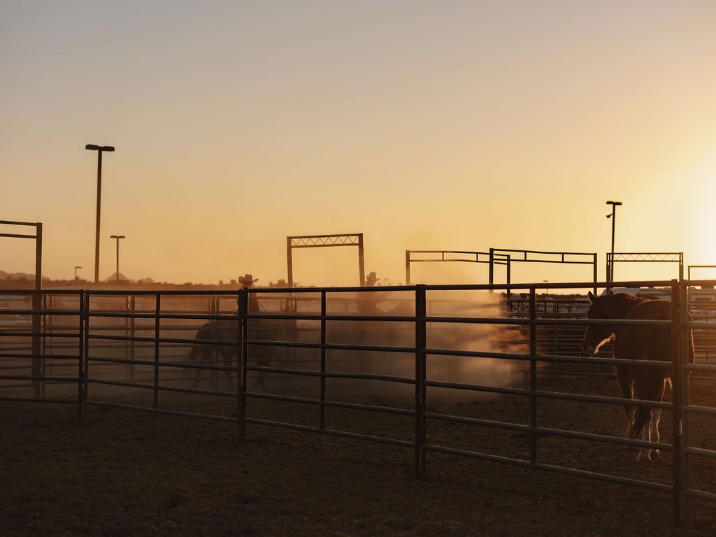 A horse in a rodeo arena at sunset, surrounded by metal fences and light poles.