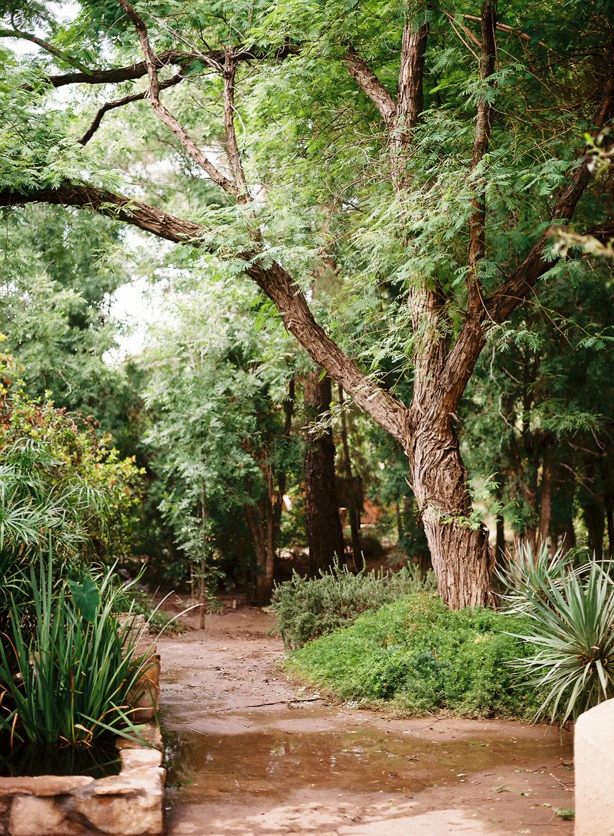 A dirt pathway meanders through a lush green garden with trees and bushes, with some water on the ground indicating recent rain.