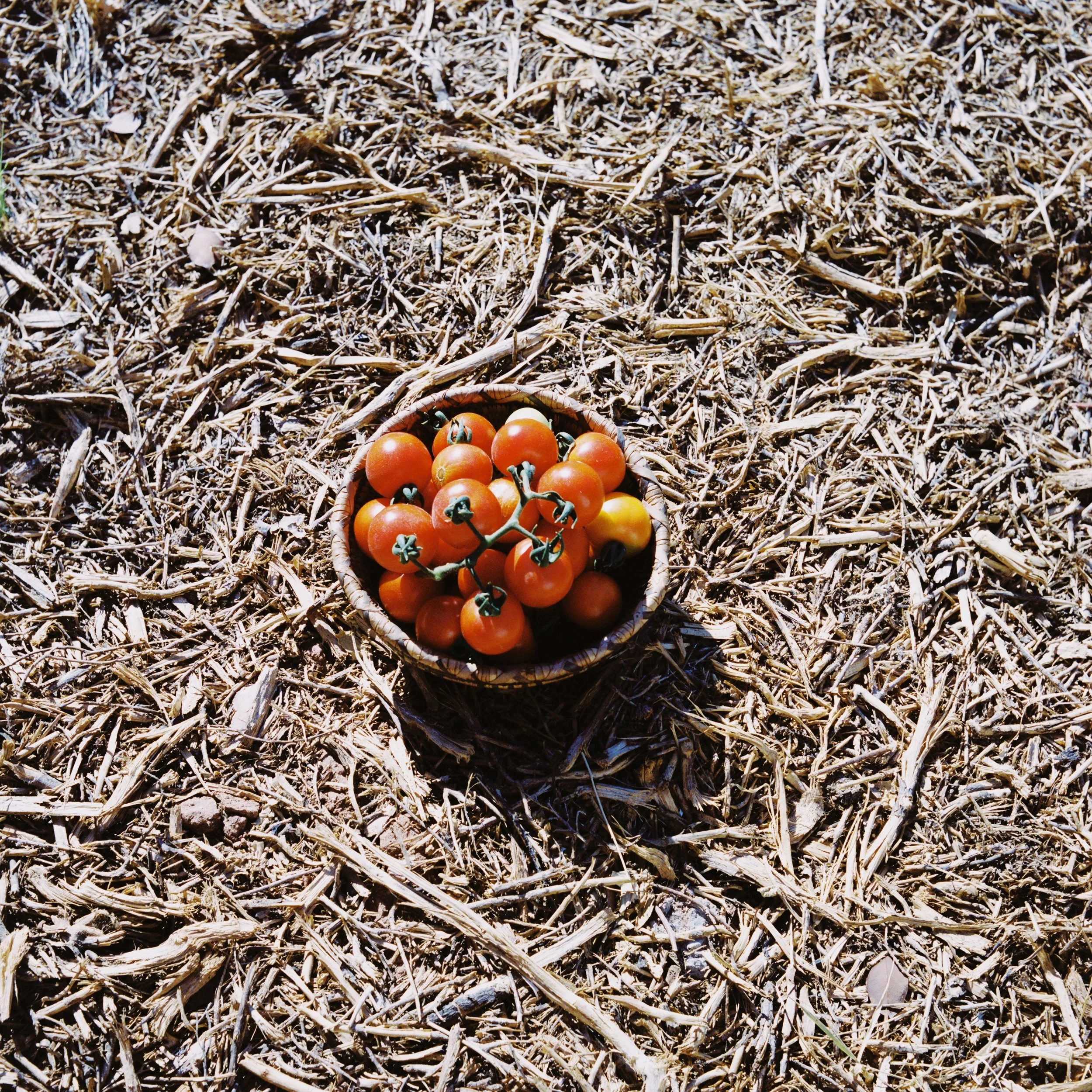 Basket of cherry tomatoes on dry straw ground.