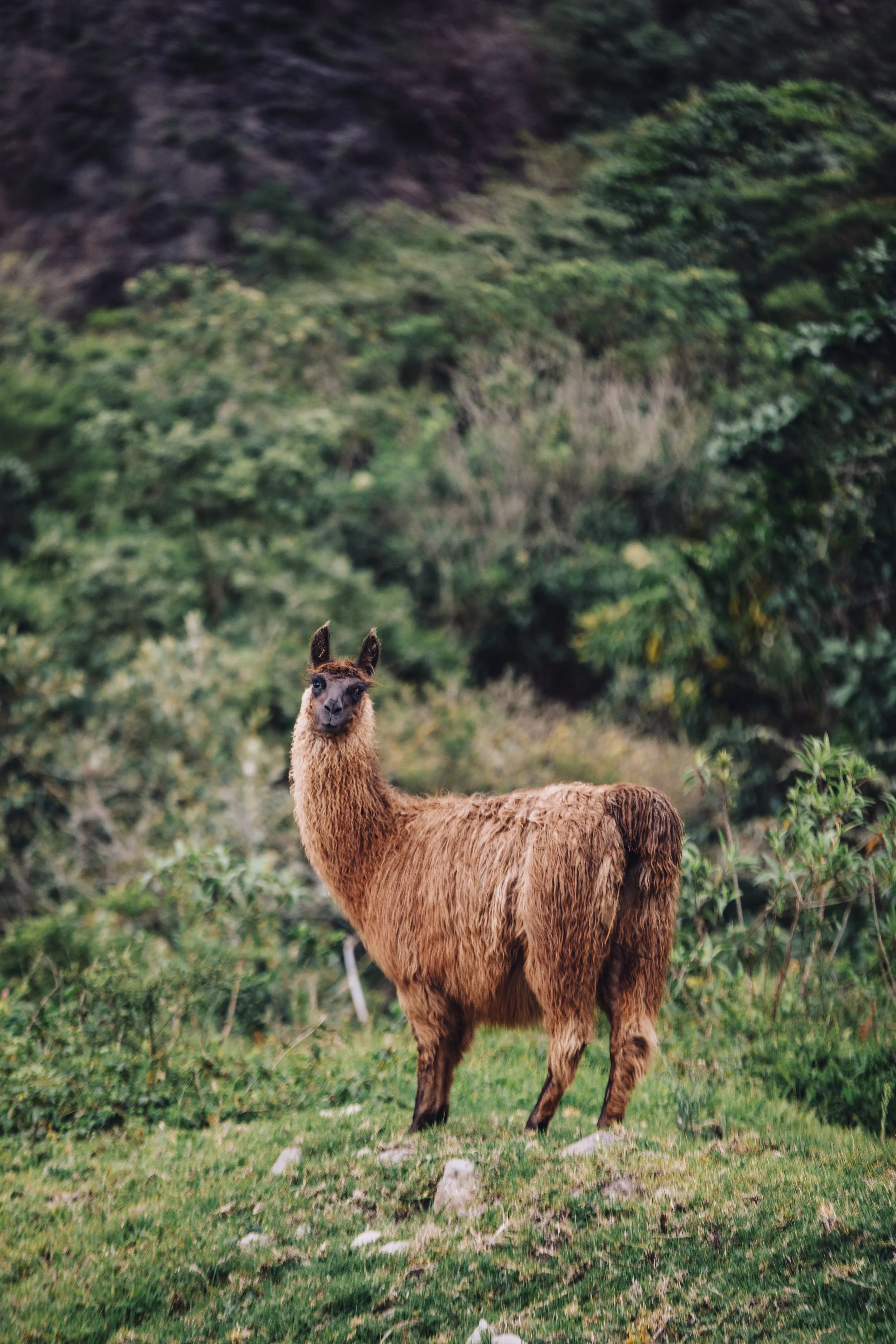 A brown llama standing on green grass with a mountainous and bushy background.