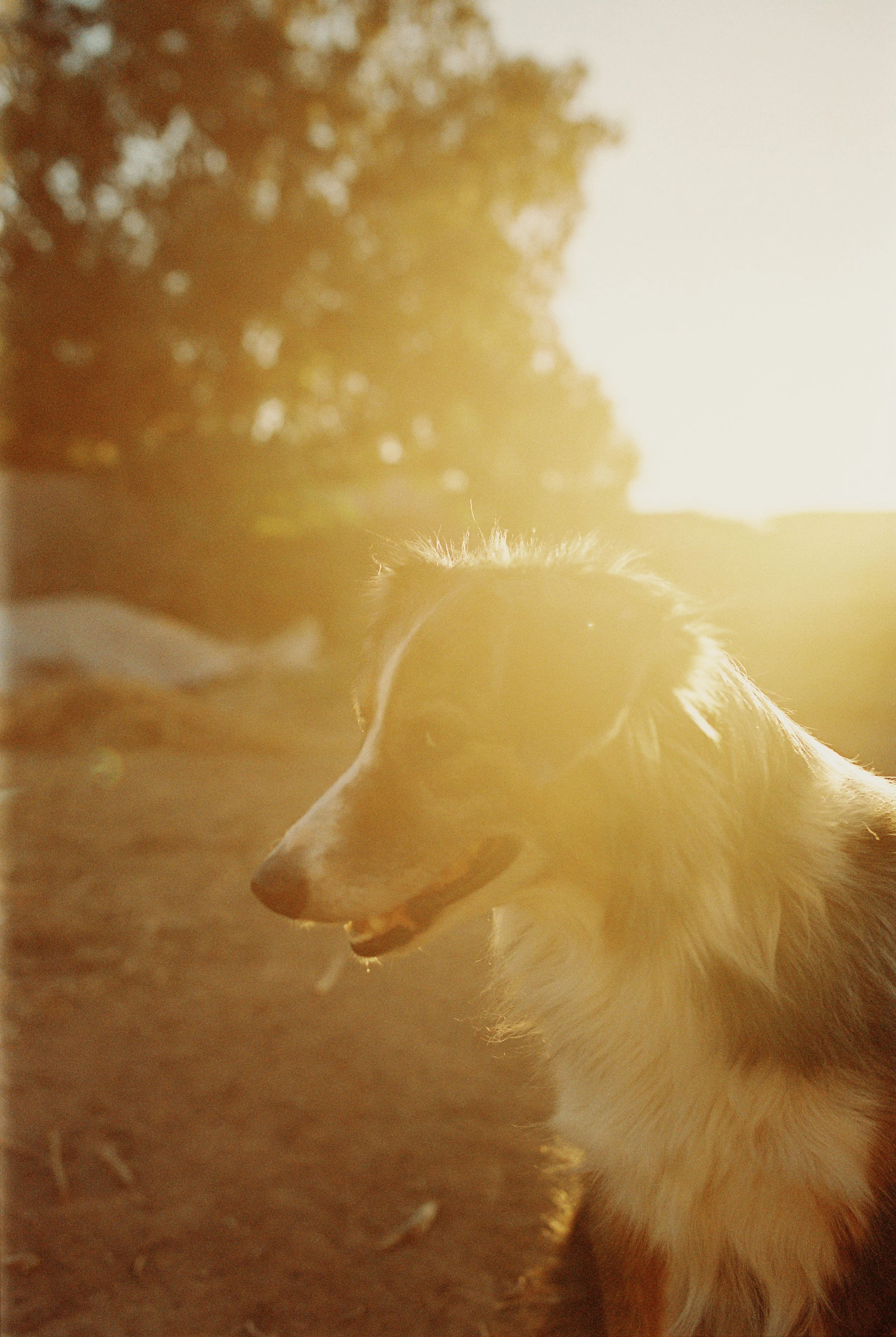 A dog, likely a Border Collie, outdoors during sunset with sunlight illuminating its fur and a background of trees and dirt ground.