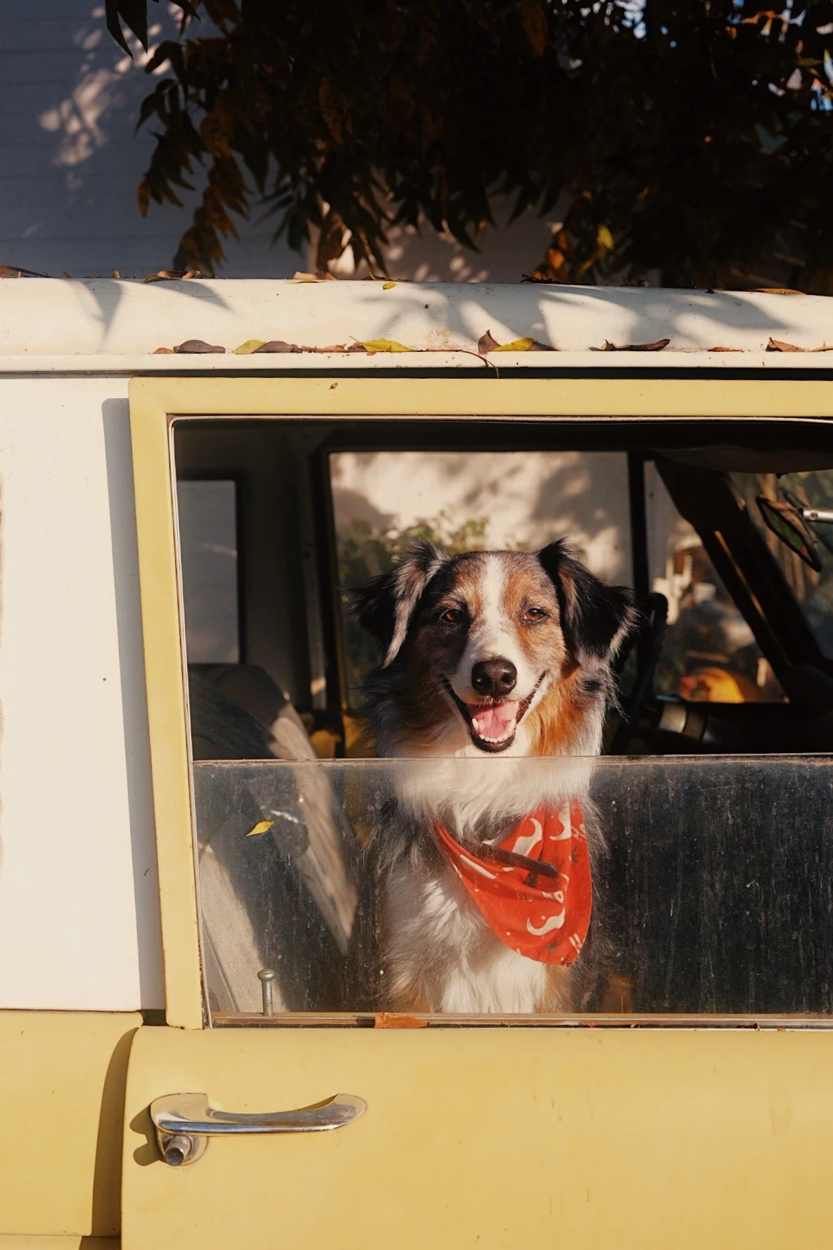 A happy Australian Shepherd dog with a red bandana sitting inside a yellow vehicle looking out the window.