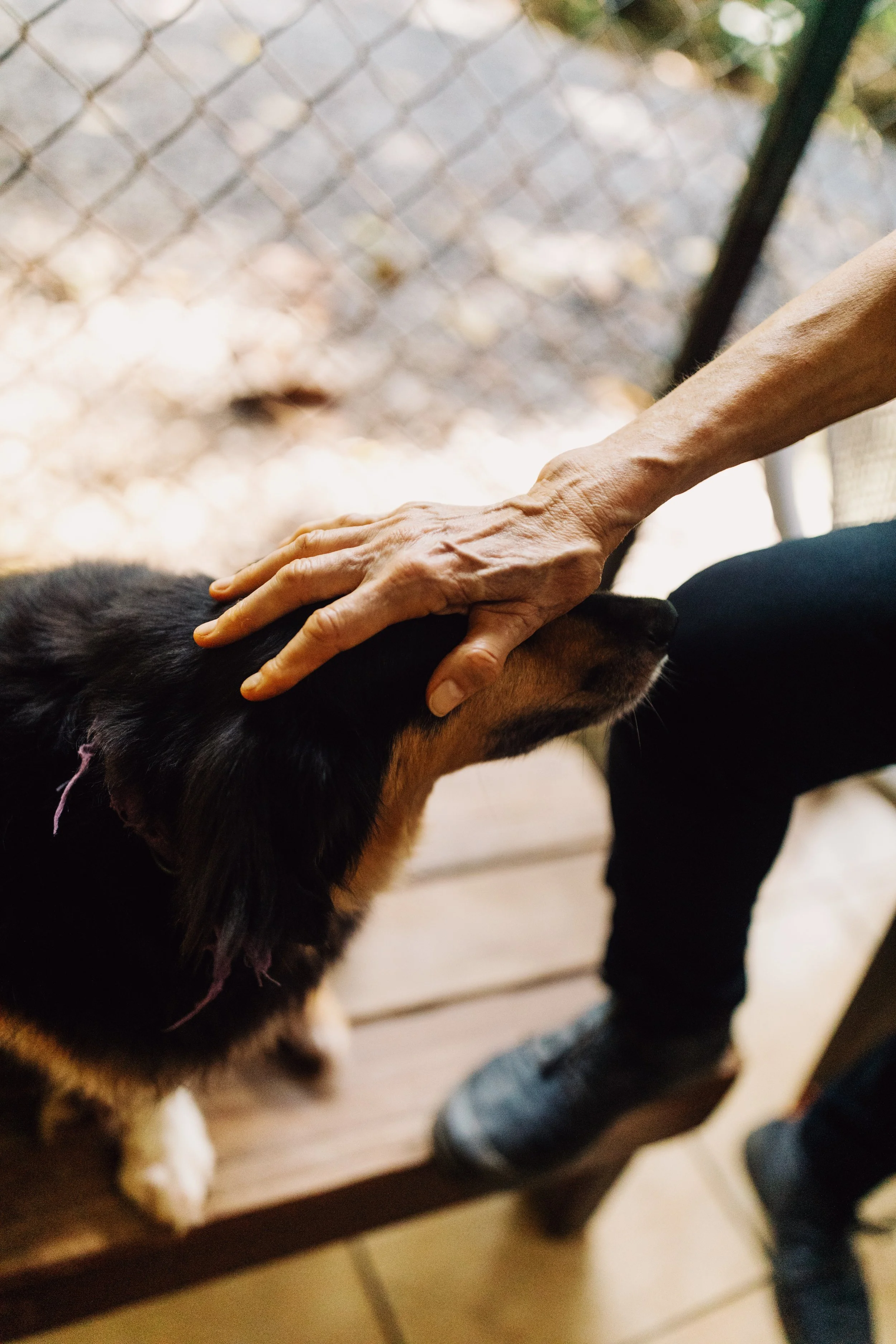 An elderly person gently petting a black and brown dog on the head outdoors with a chain-link fence in the background.