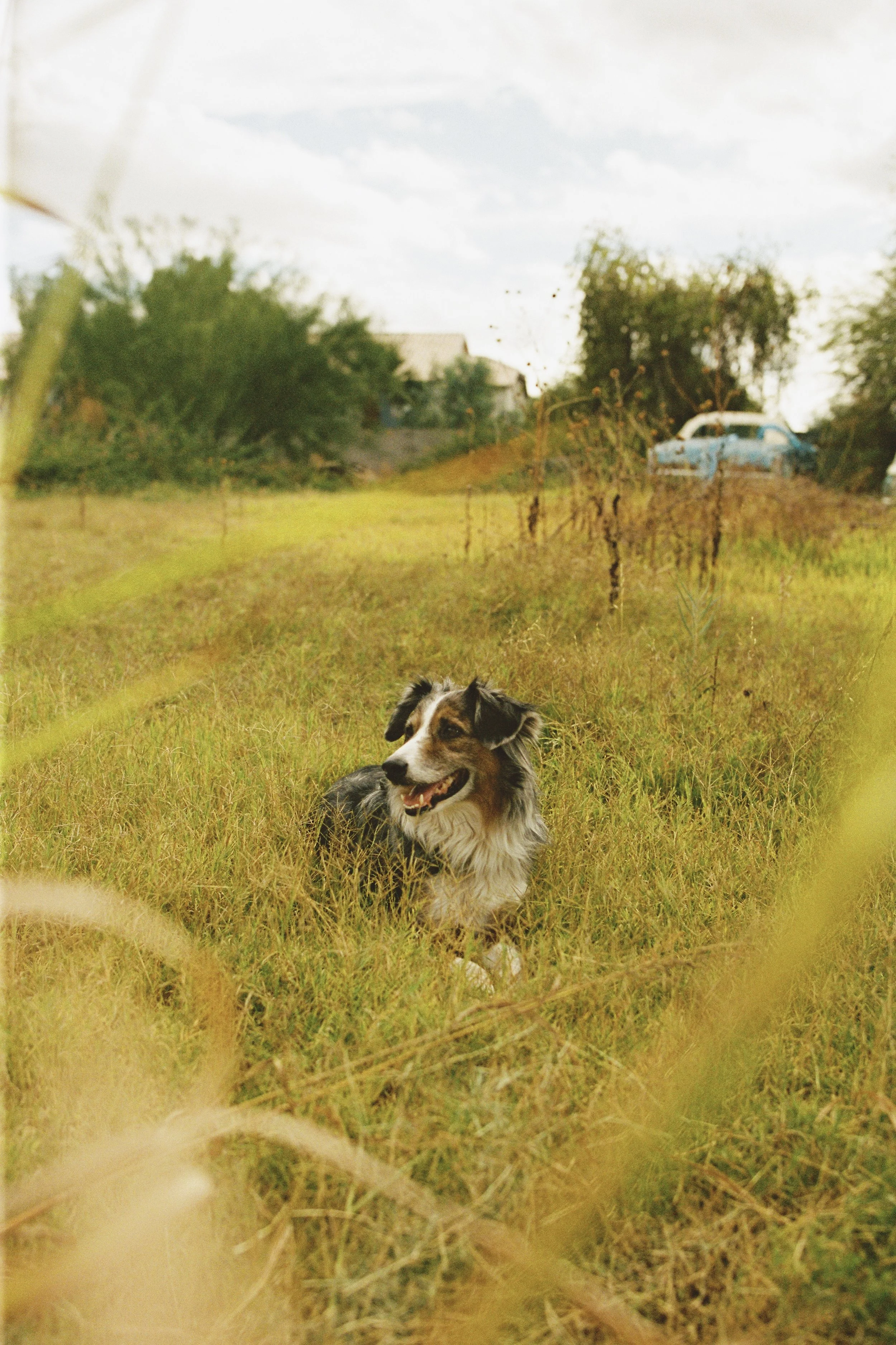 A happy dog lying in a grassy field with trees, shrubs, and a blue car in the background on a partly cloudy day.