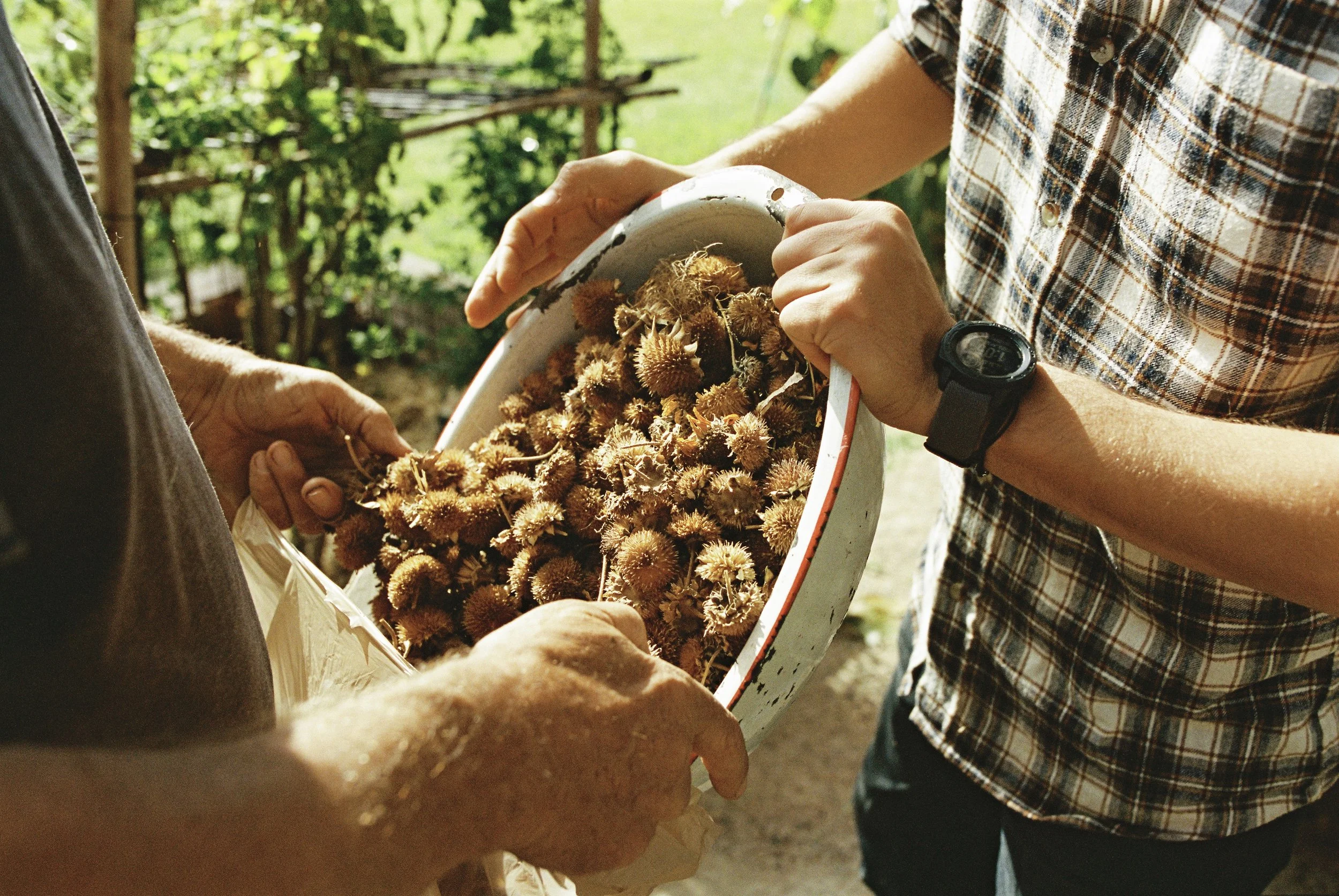 Two people examining dried seed pods in a white bowl outdoors in a garden.