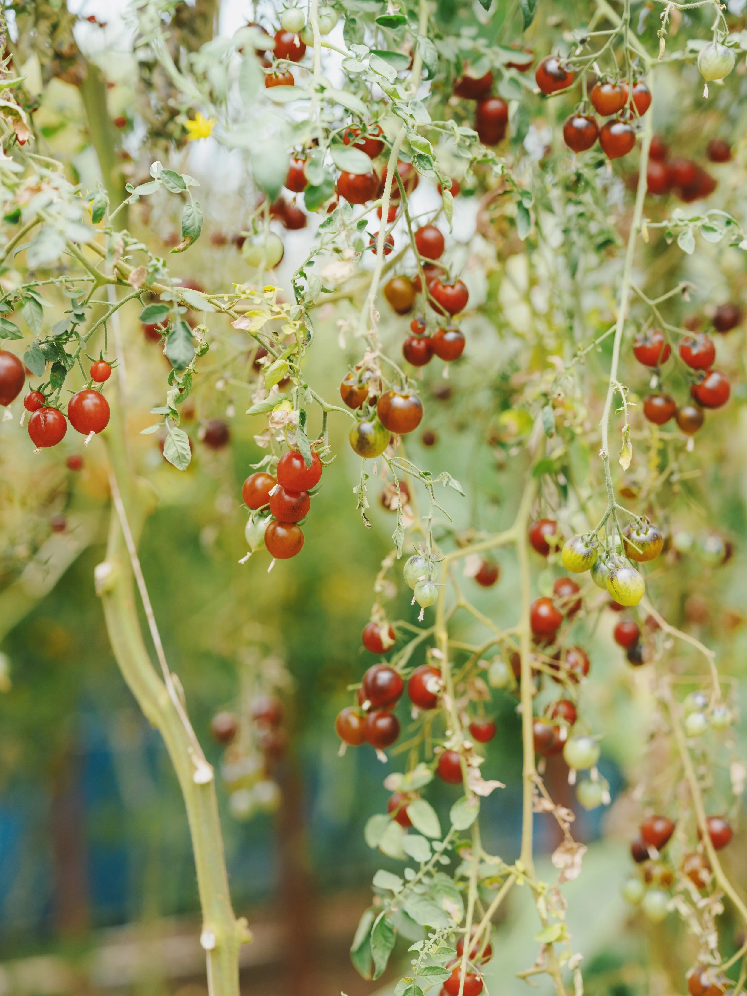 Cherry tomato plants with ripe red and unripe green cherries hanging from the vines.