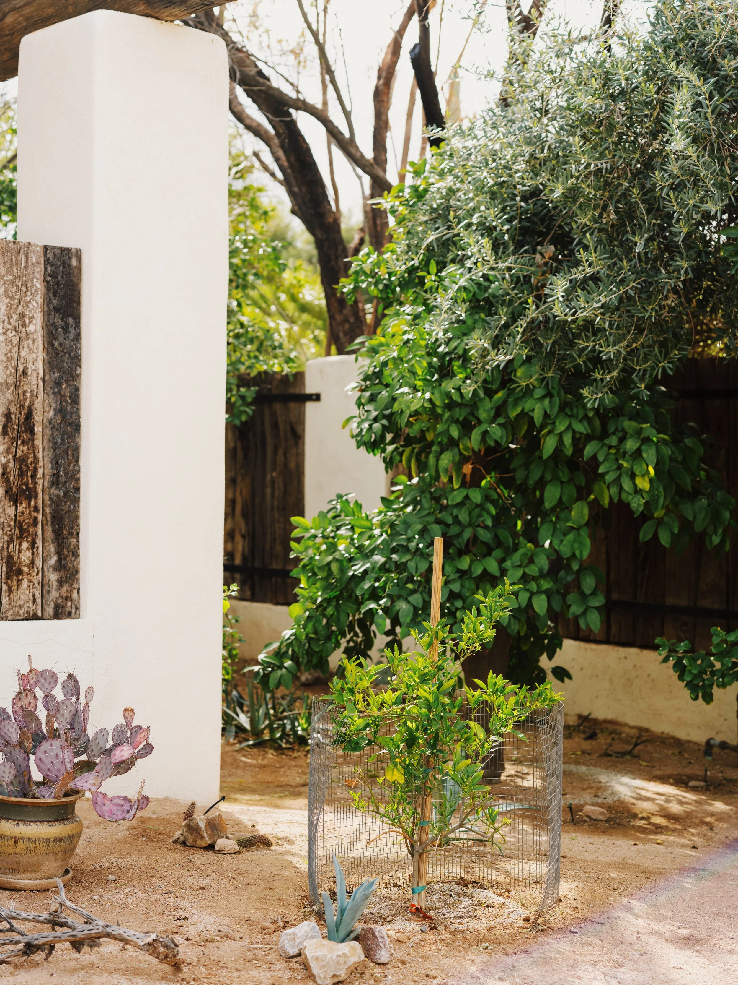 A small tree planted in a garden with a wire fence around it, and a potted prickly pear cactus nearby.
