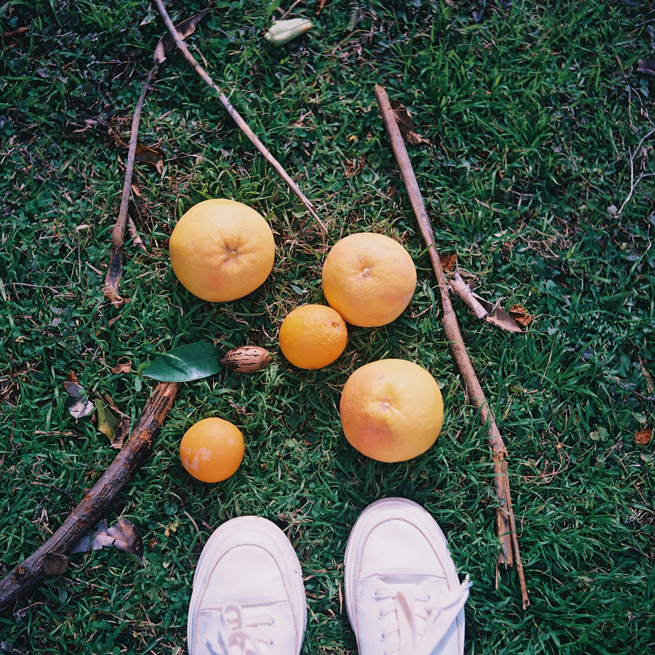 Six grapefruits of varying sizes on green grass, with fallen sticks, leaves, and a shoe at the bottom edge.