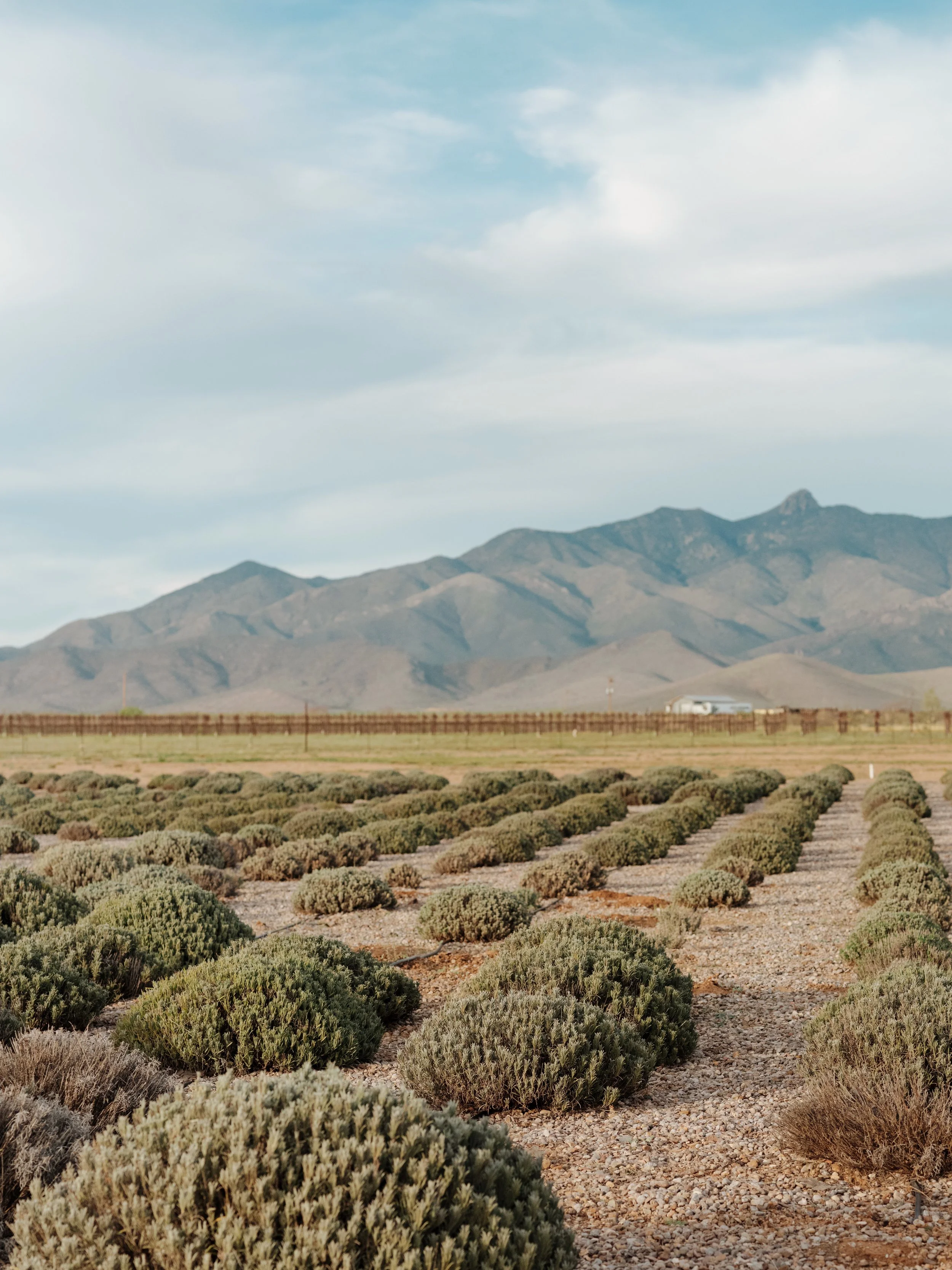 Rows of desert plants in the foreground, mountains in the background, with cloudy sky overhead.