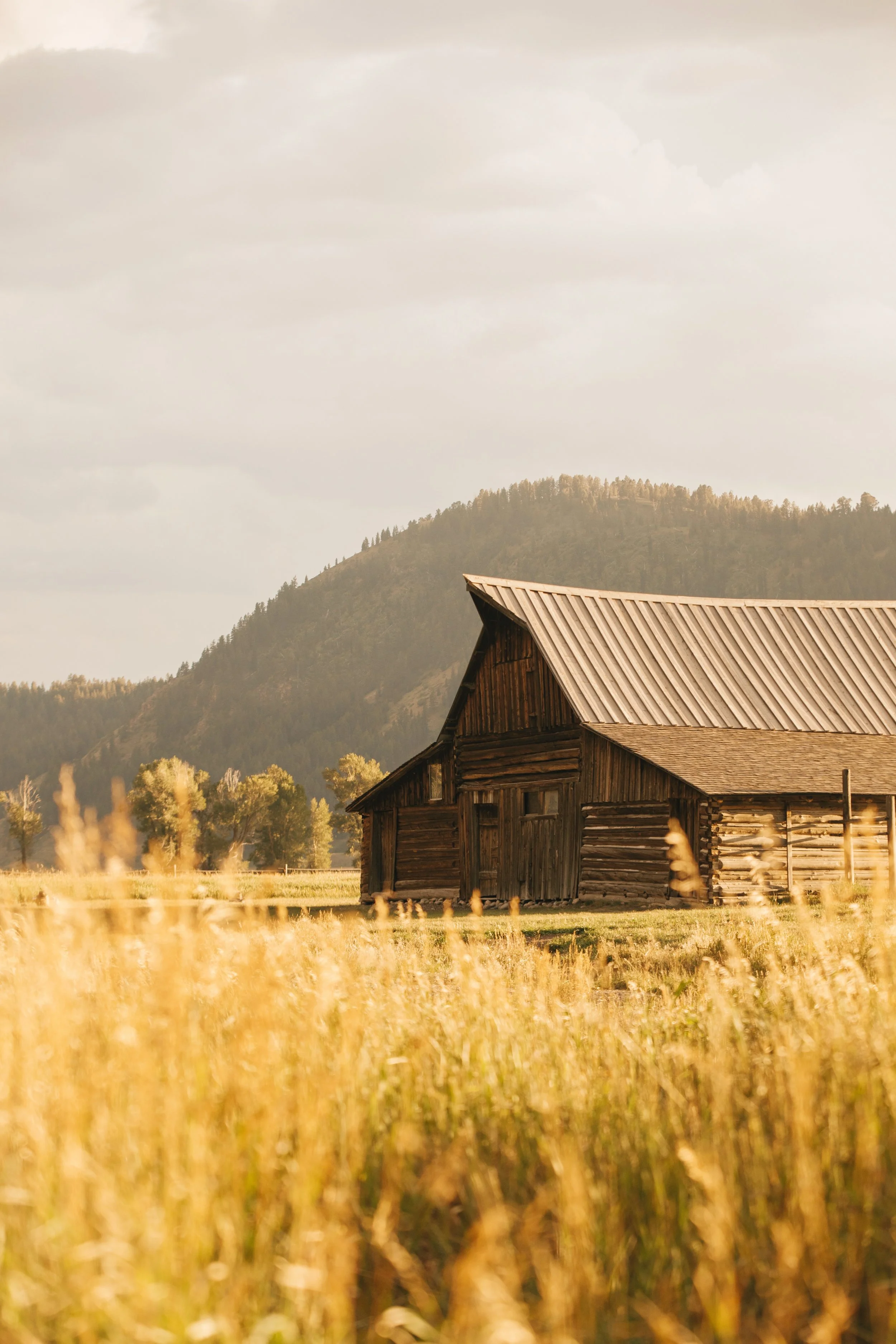 A rustic wooden barn situated in a field of golden grass with distant trees and mountains in the background under a cloudy sky.