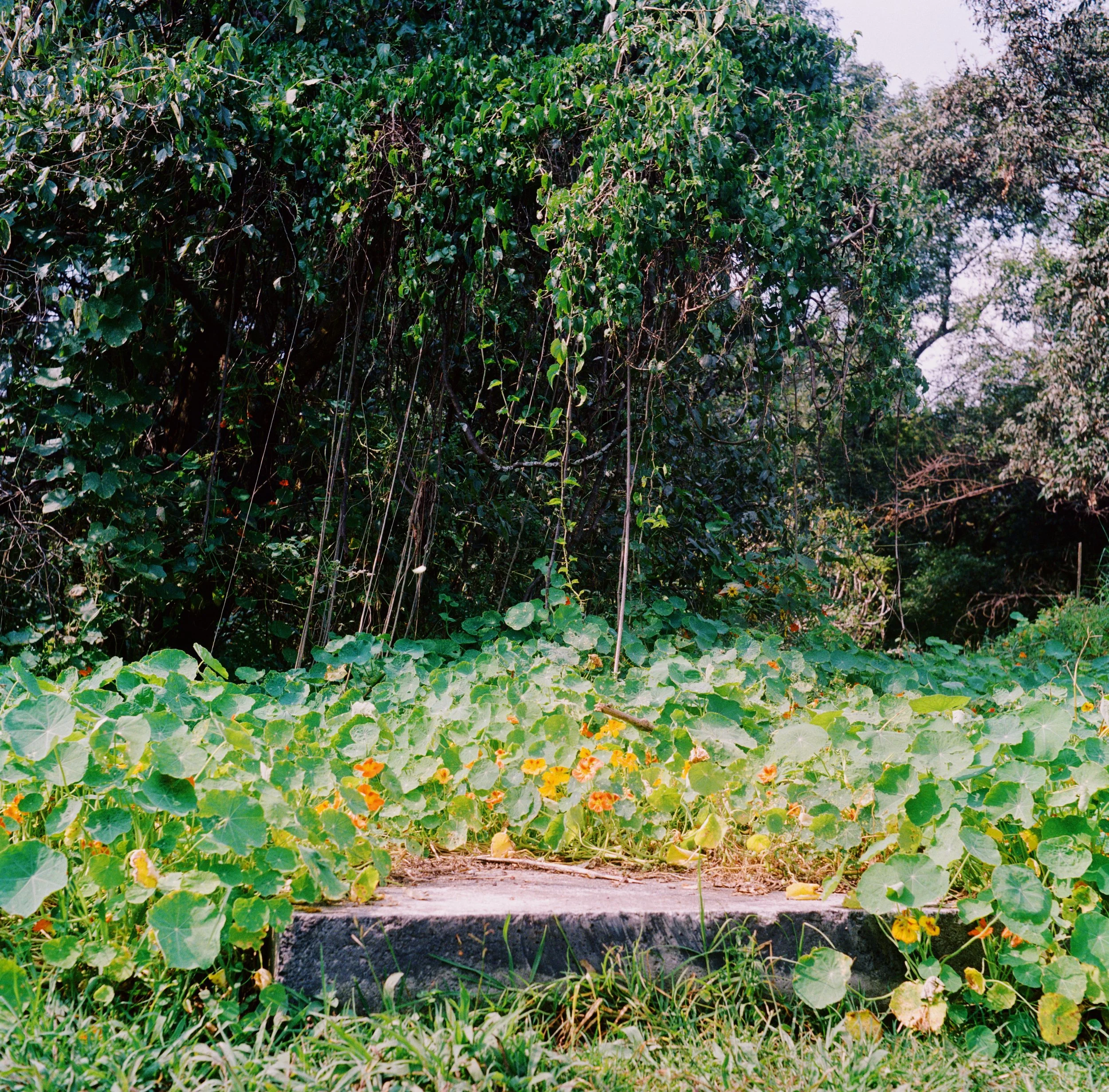 A garden with lush green leafy plants, yellow flowers, and dense trees in the background, with a stone or concrete border in the foreground.