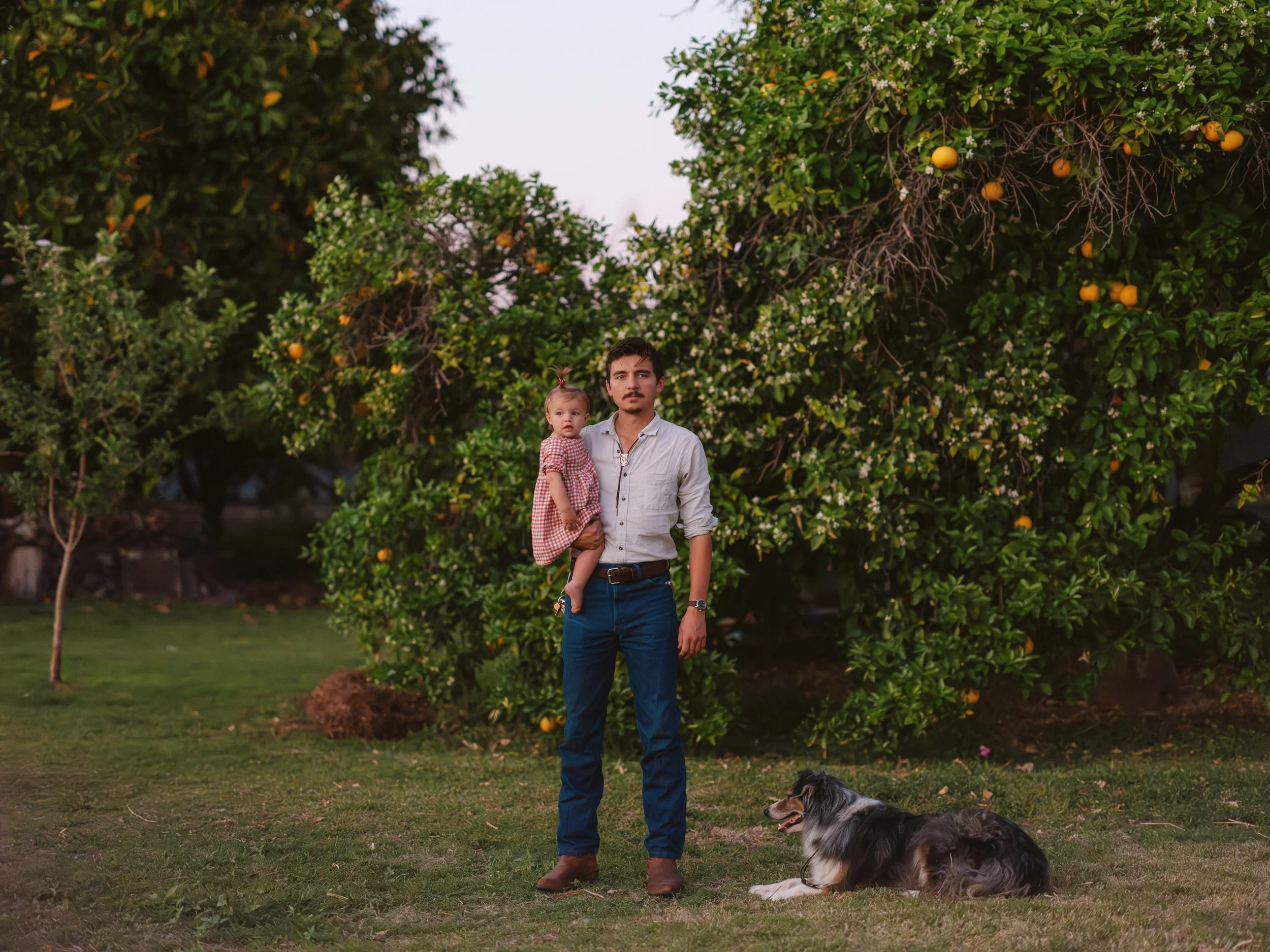 A man holding a young girl while standing on grass in front of orange trees, with a dog lying on the grass nearby, during sunset.