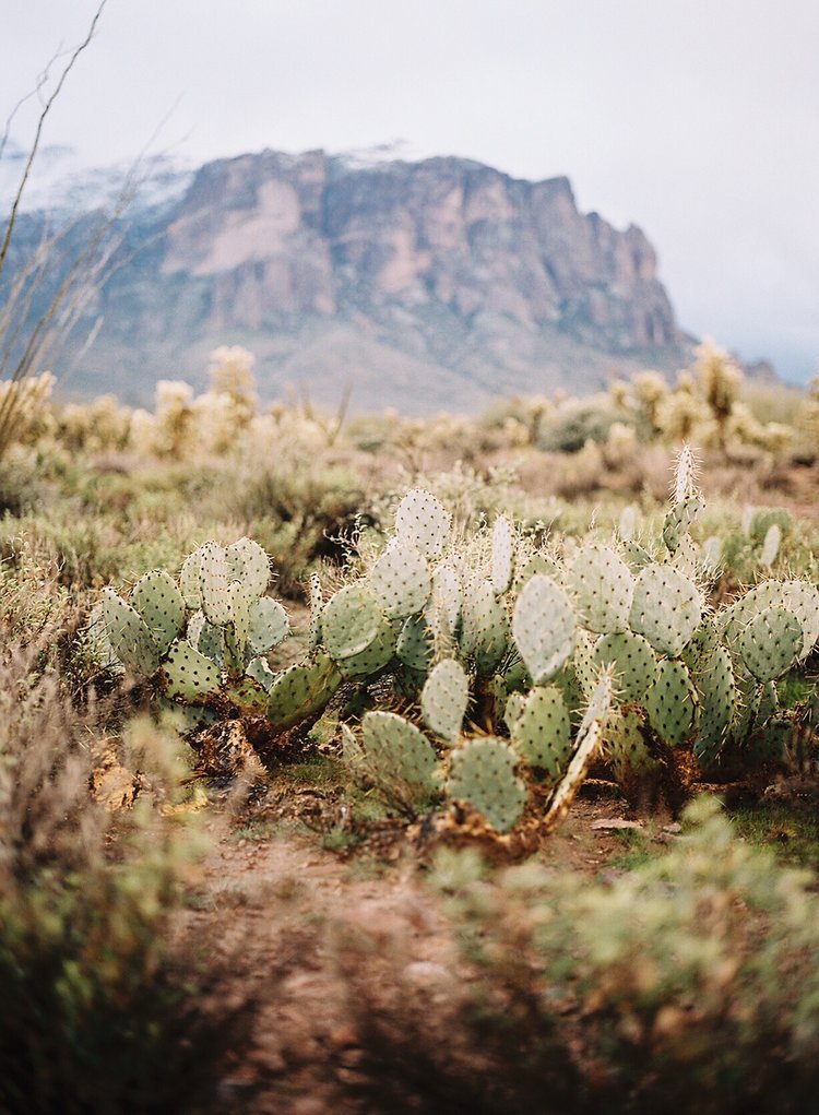 A desert landscape with a cluster of prickly pear cacti in the foreground and a mountain range in the background.