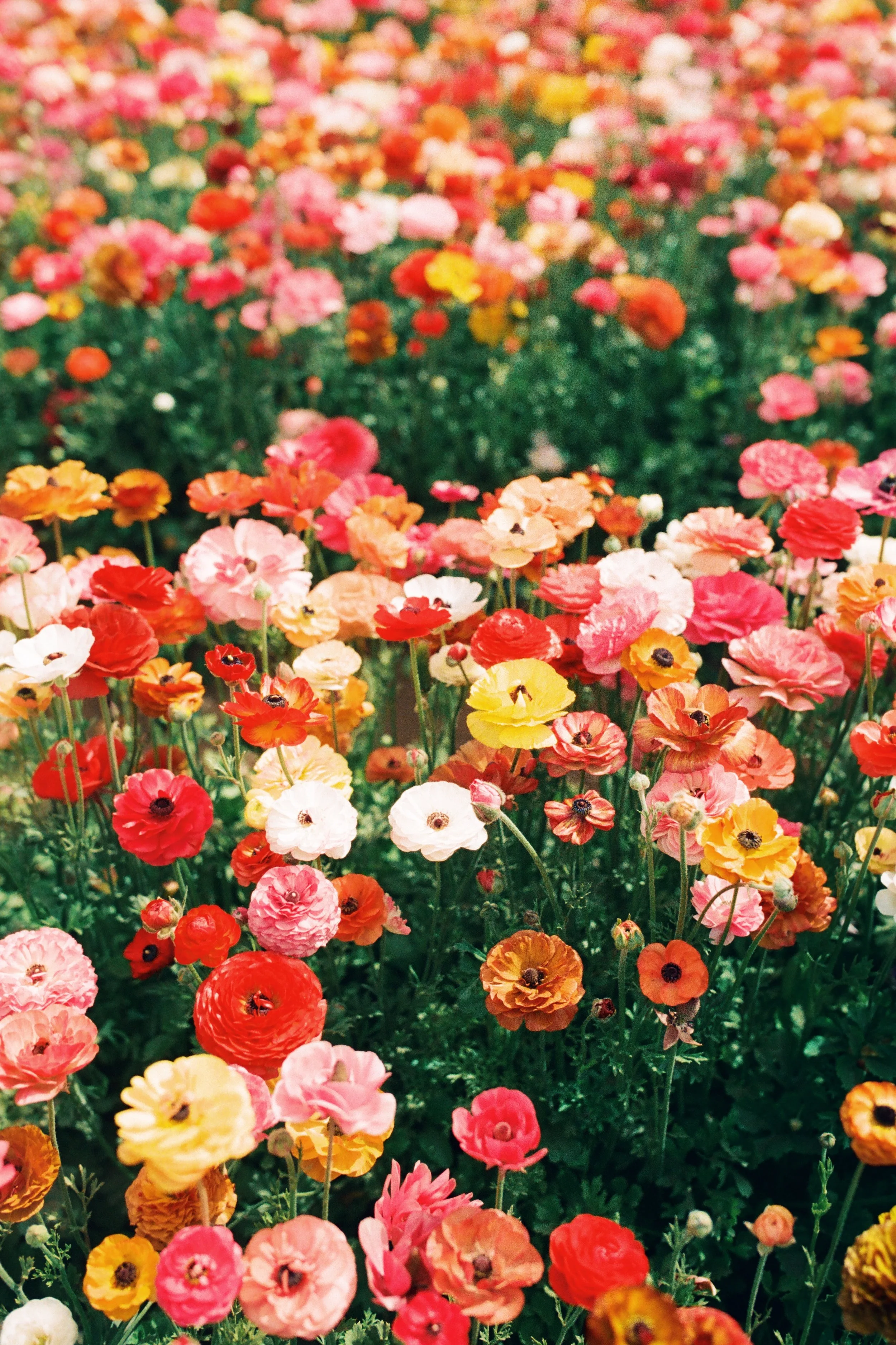 A vibrant field of multicolored ranunculus flowers in full bloom, featuring shades of red, pink, orange, yellow, and white.