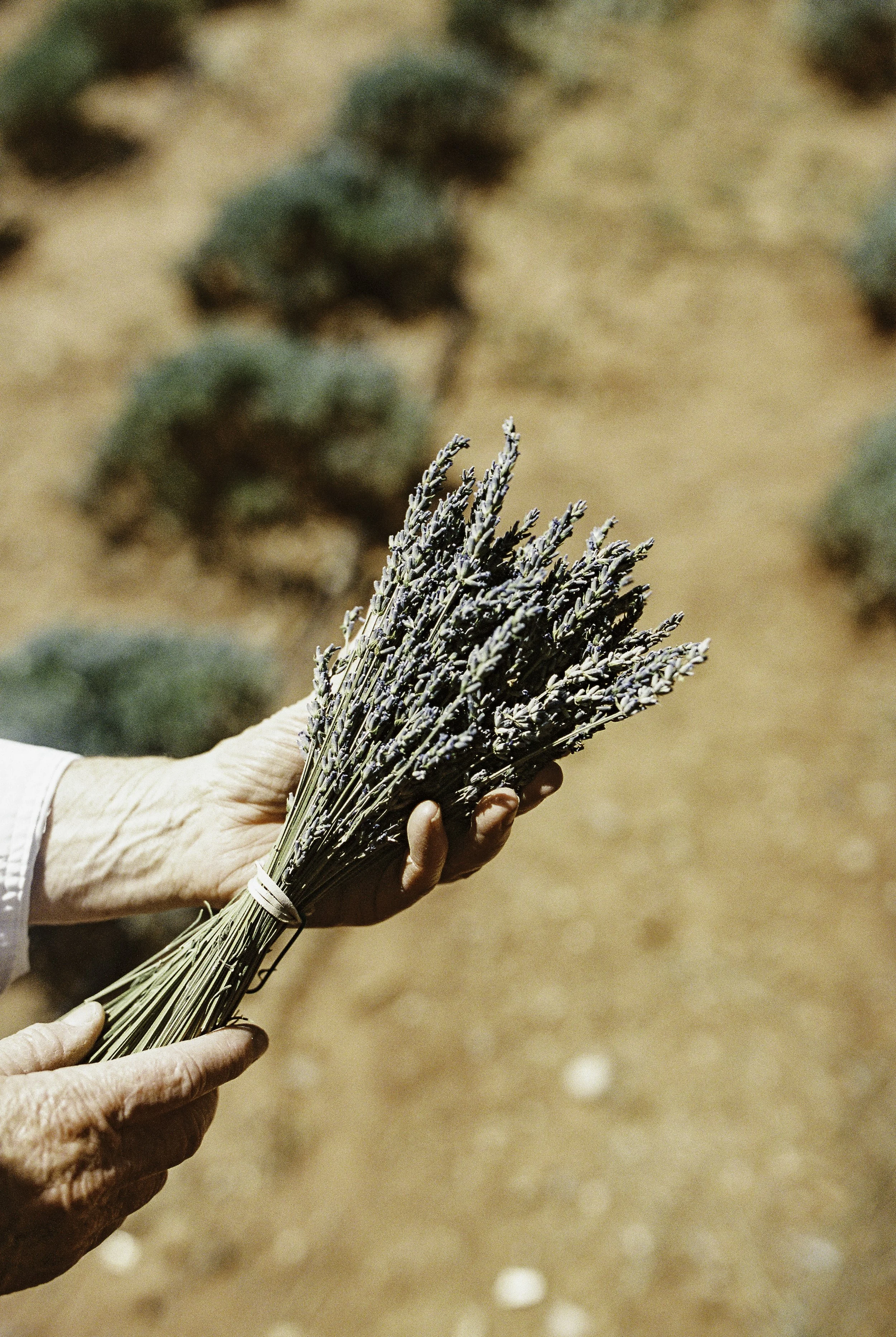 A person's hand holding a bunch of dried lavender flowers with a blurred dirt background.
