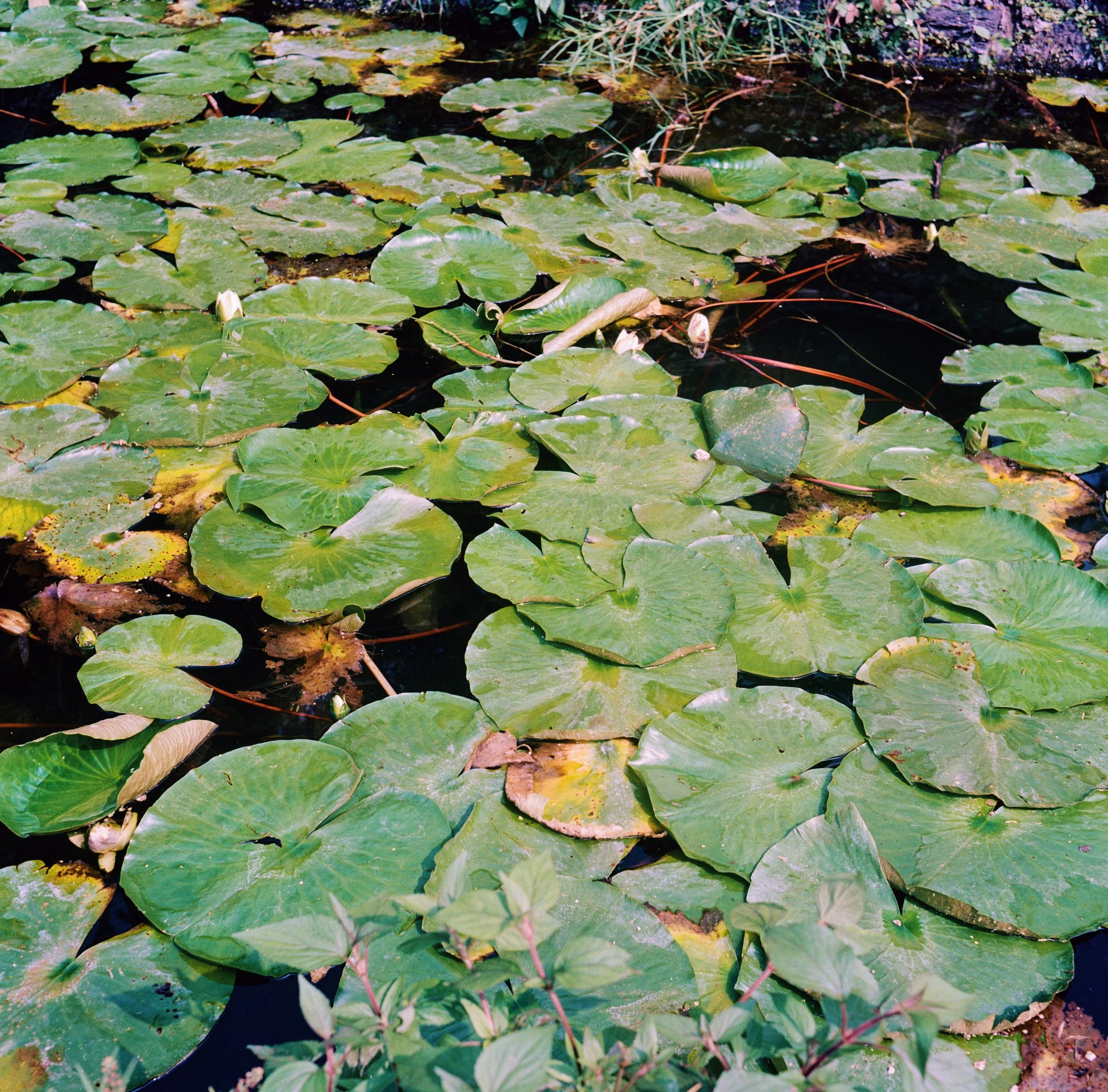 Water surface with green lily pads and white water lilies, some leaves show signs of decay.