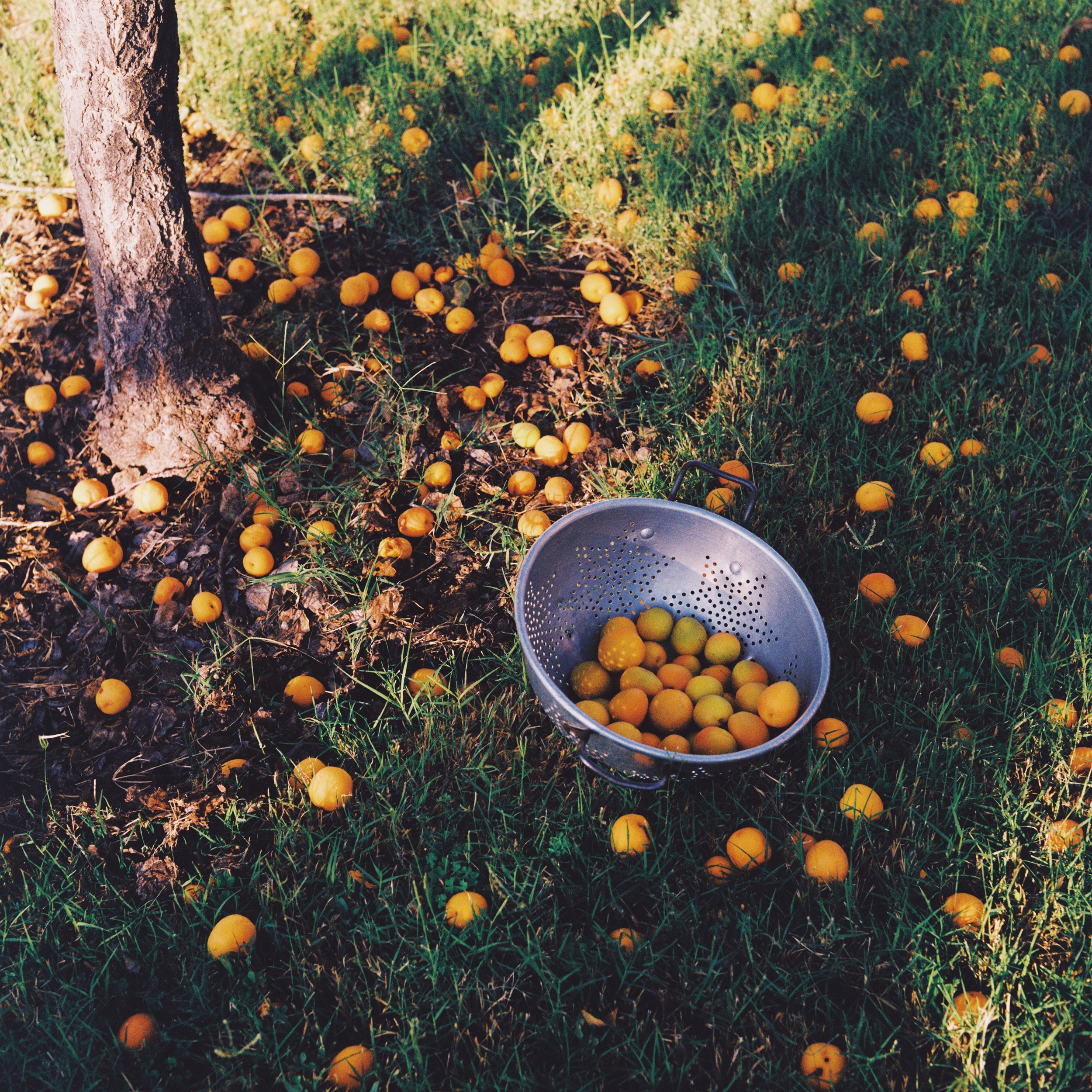 Yellow plums on the ground and in a metal colander near a tree in a grassy area.