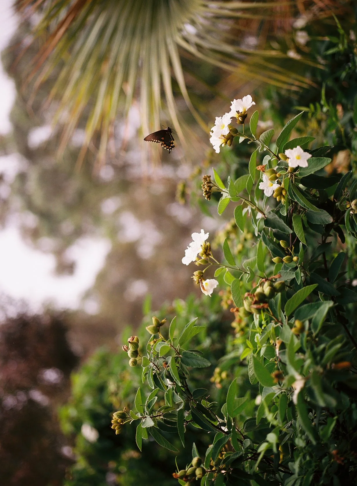 A butterfly flying near white flowers on a leafy green bush, with a blurred background of trees and sky.