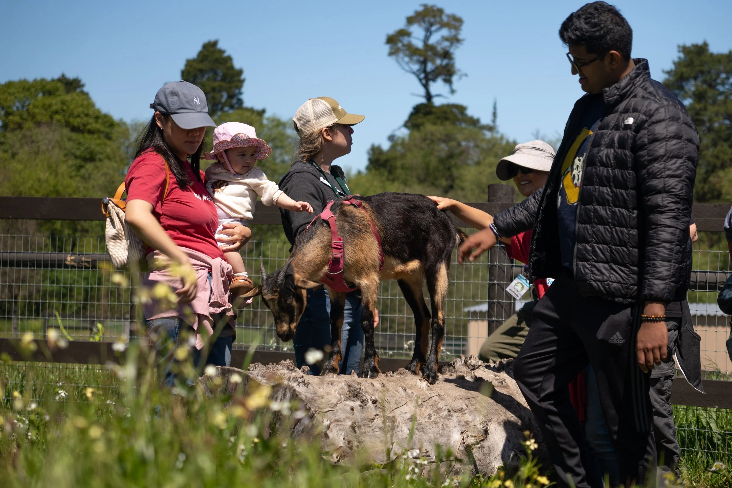 Sonoma County Fall Farm Trails at Goatlandia (SUNDAY)